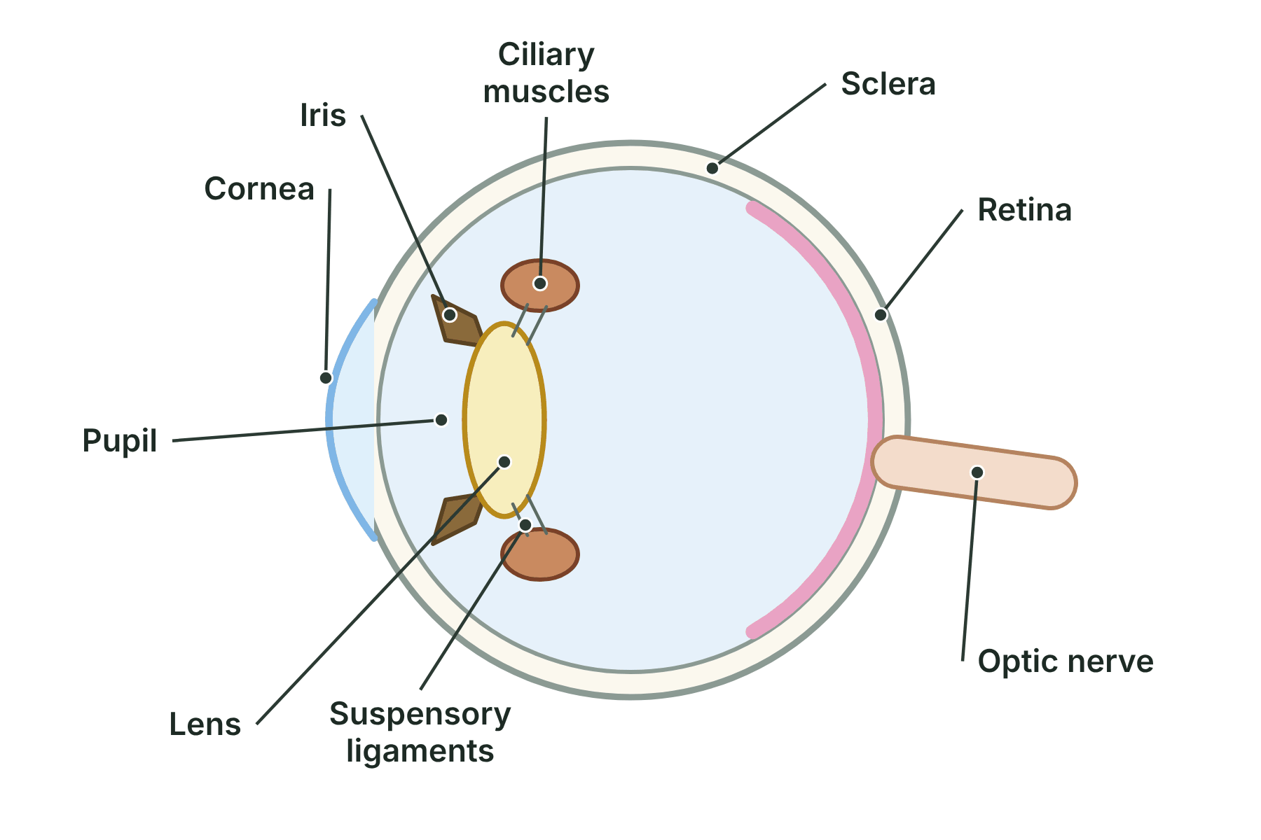The eye in cross-section with the cornea, sclera, iris, pupil, lens, ciliary muscles, suspensory ligaments, retina and optic nerve labelled.