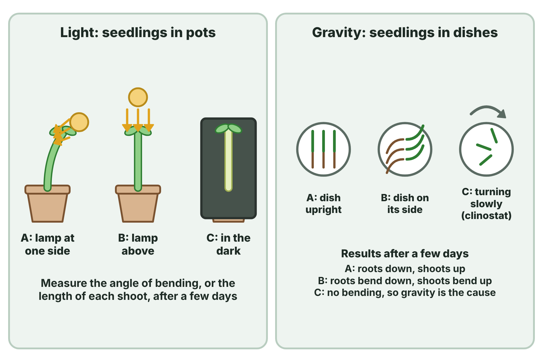 Set-ups to investigate the growth of seedlings in response to light, using a lamp at the side, a lamp above and the dark, and in response to gravity, using an upright dish, a dish on its side and a clinostat.