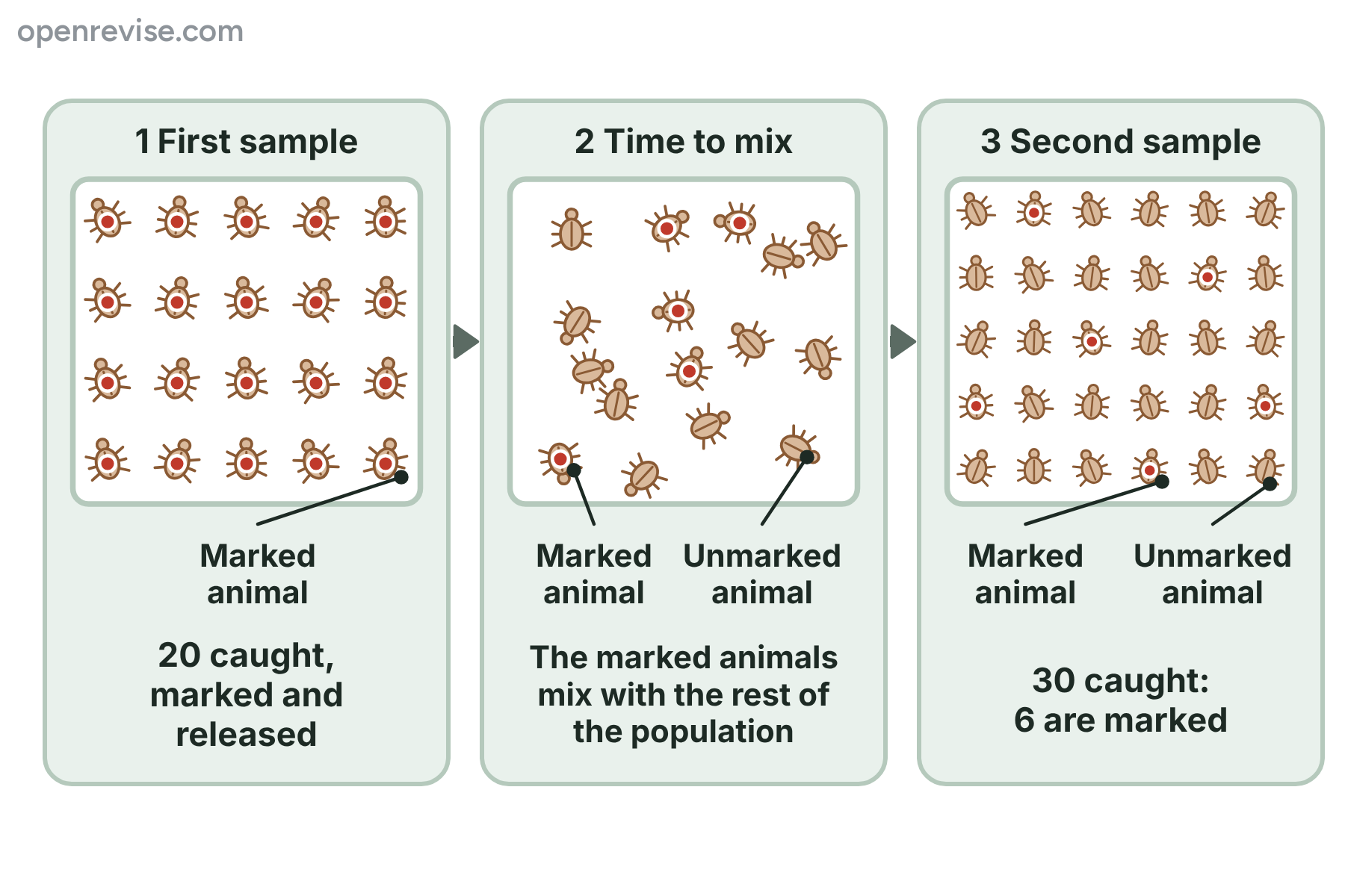 A first sample of 20 marked beetles, the marked beetles mixing with the population, and a second sample of 30 beetles of which 6 are marked.