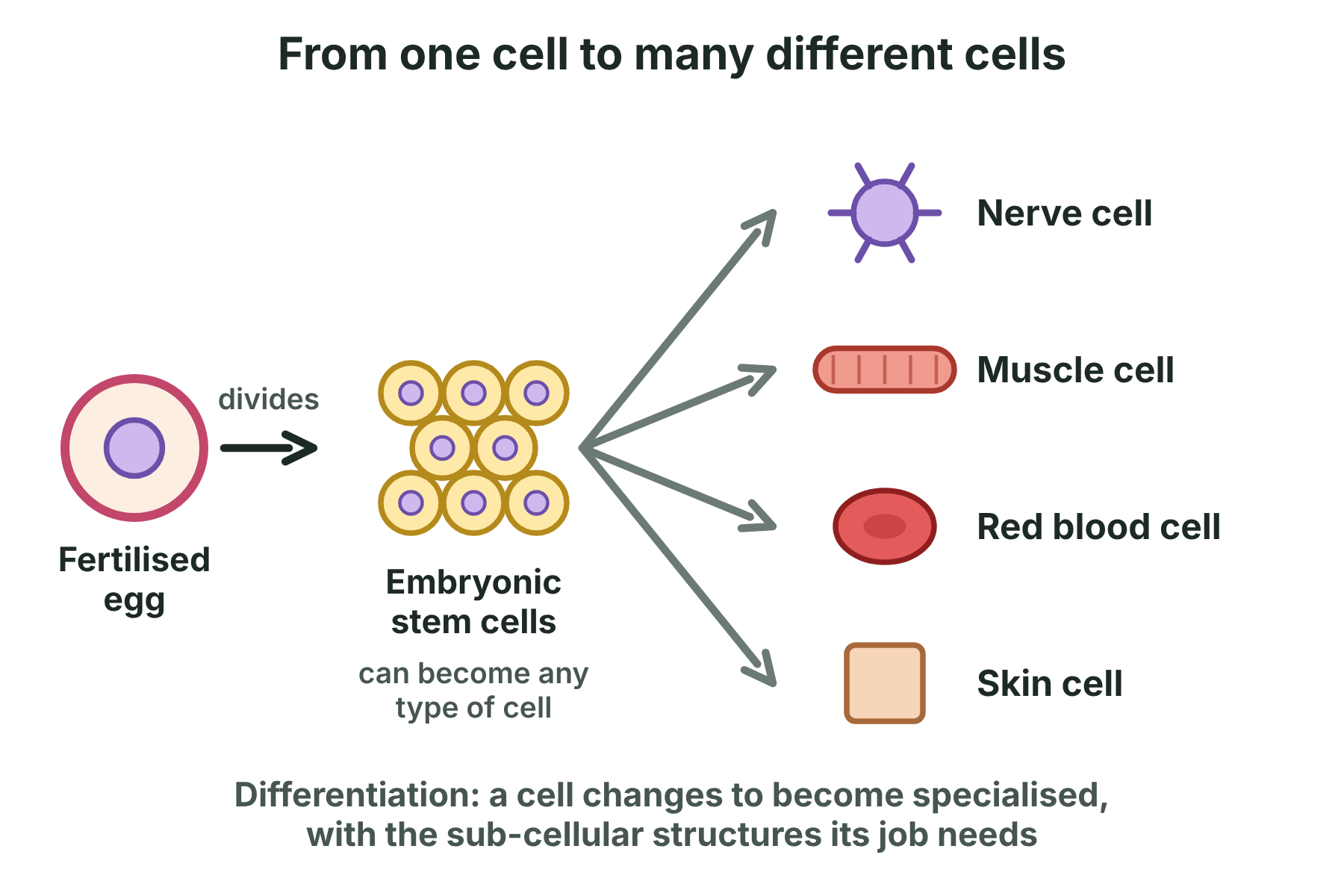 A fertilised egg divides into stem cells, which differentiate into nerve, muscle, red blood and skin cells.