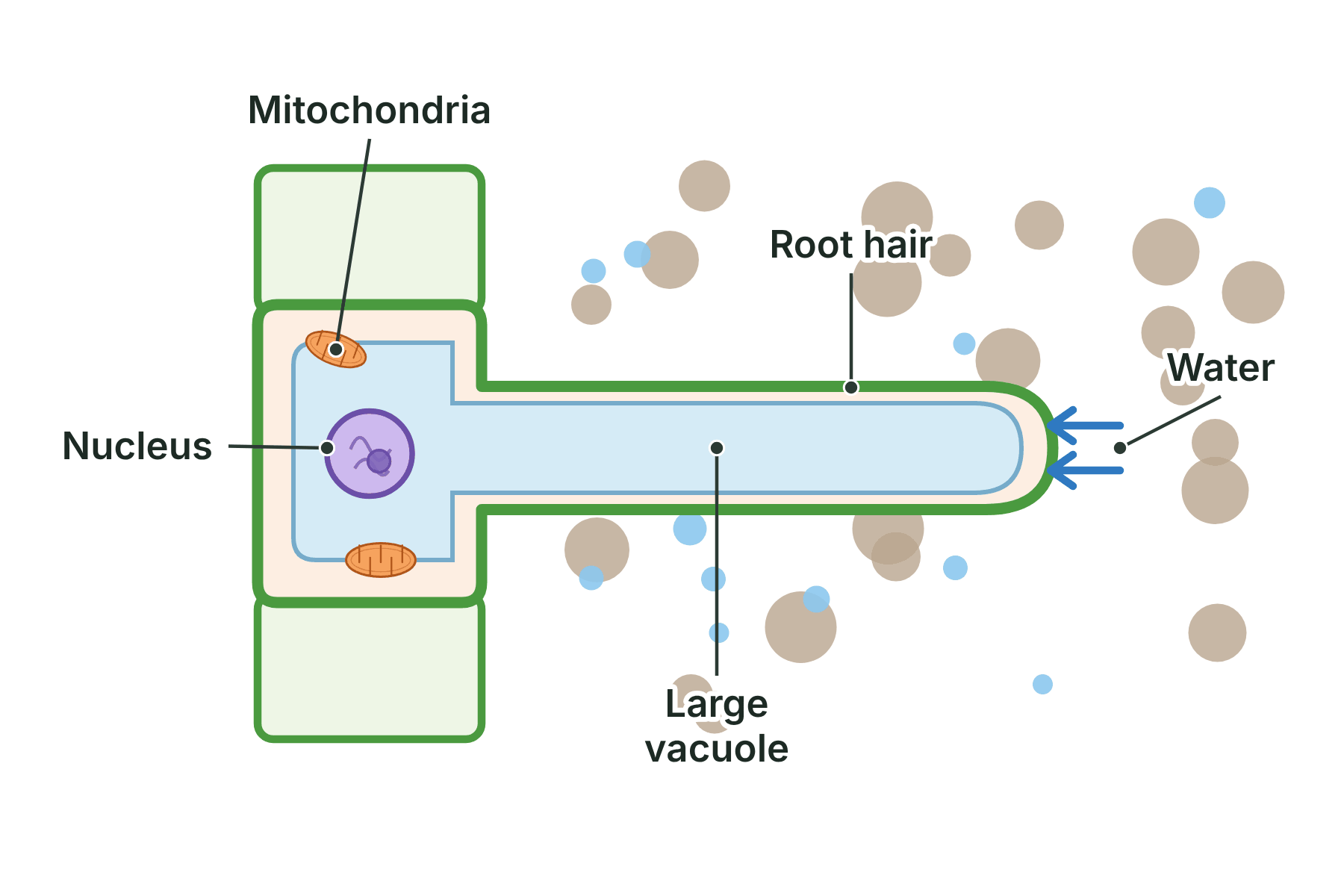 A root hair cell with a long thin projection into the soil, a large vacuole, a nucleus and mitochondria labelled, and arrows showing water entering.