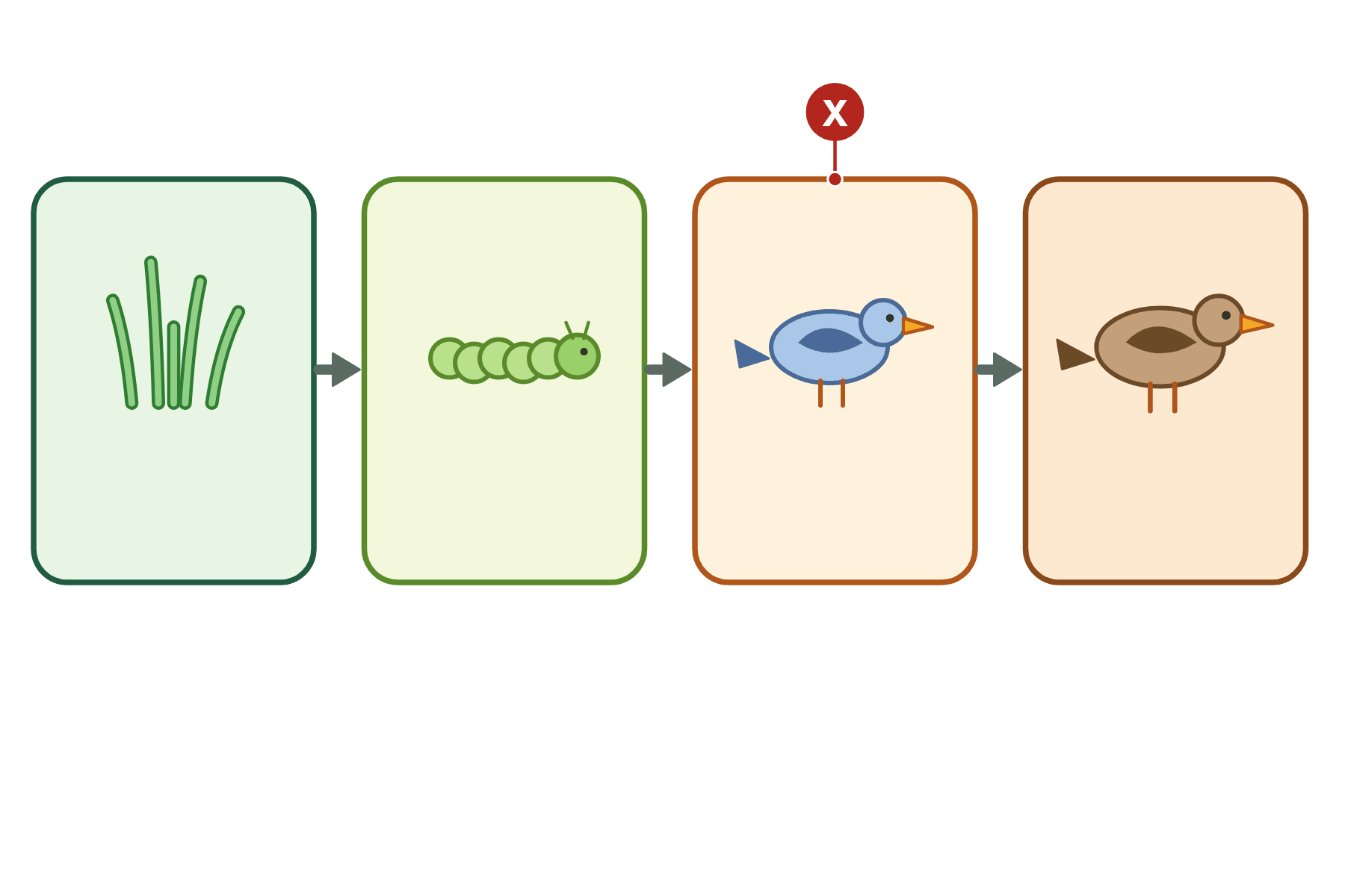 A food chain with a pointer marked X to the thrush.
