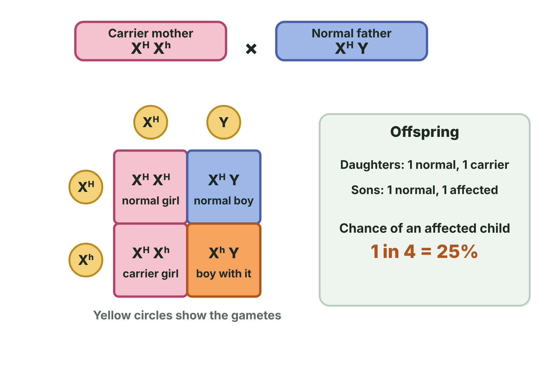 A Punnett square for a carrier mother and a normal father giving a normal daughter, a carrier daughter, a normal son and a son with haemophilia.