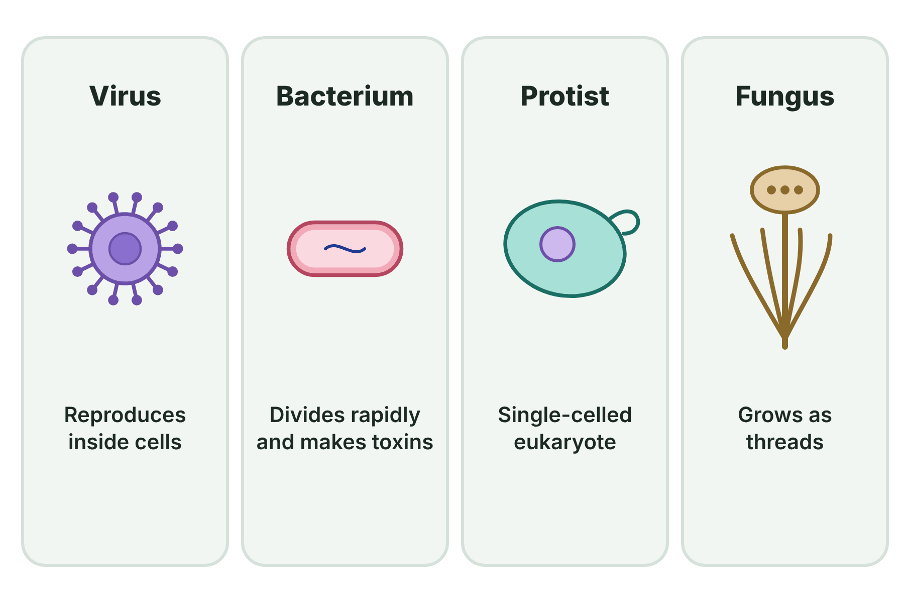 Four panels showing a virus, a bacterium, a protist and a fungus, each with a short description.
