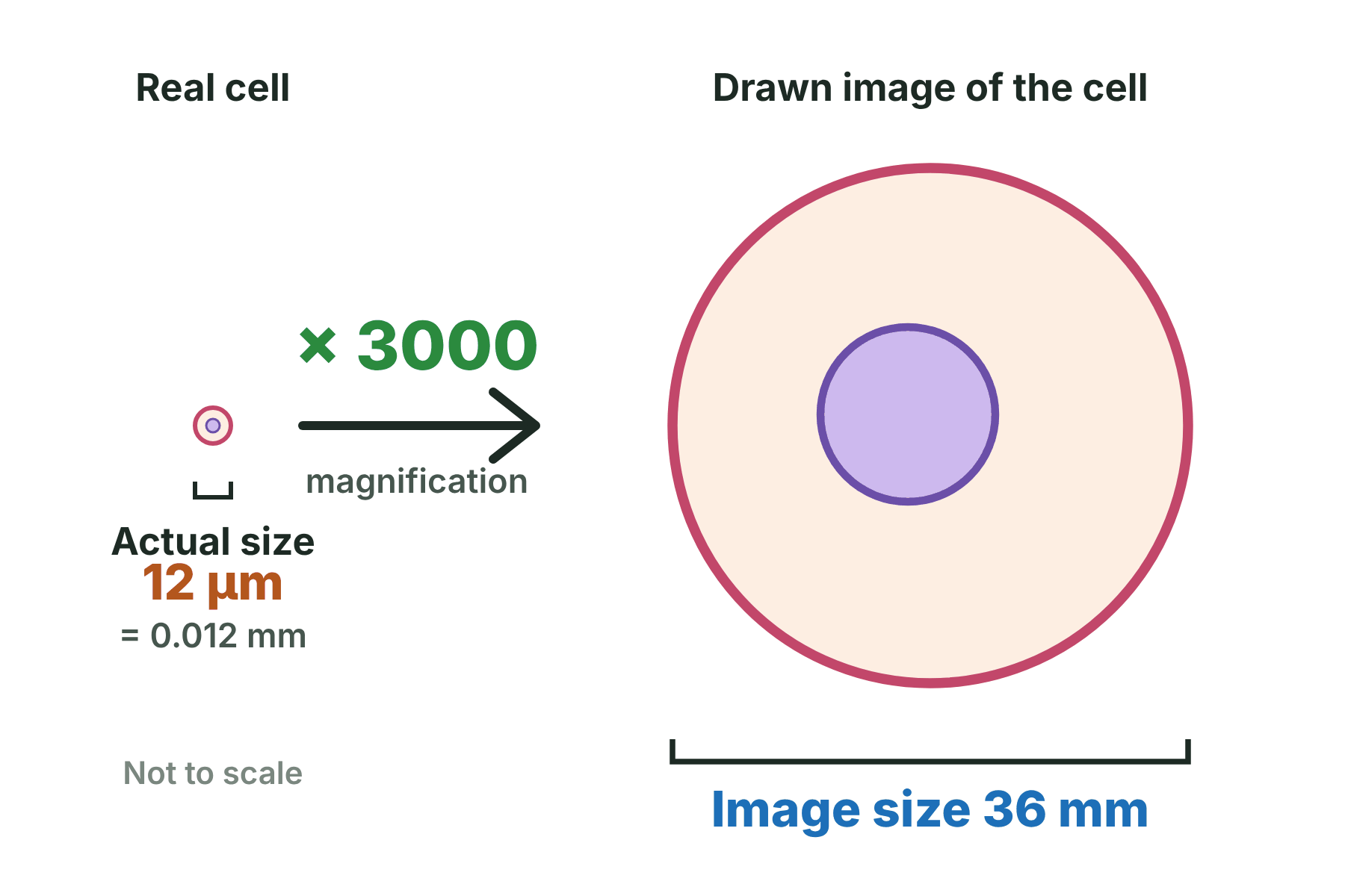 A tiny real cell on the left with an arrow marked times 3000 to a much larger drawn image on the right.