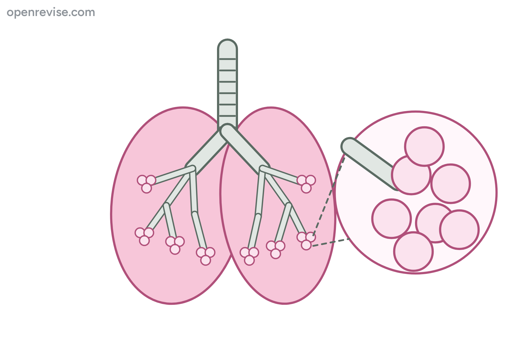 The lungs with branching airways and an enlarged view of alveoli, with no labels.