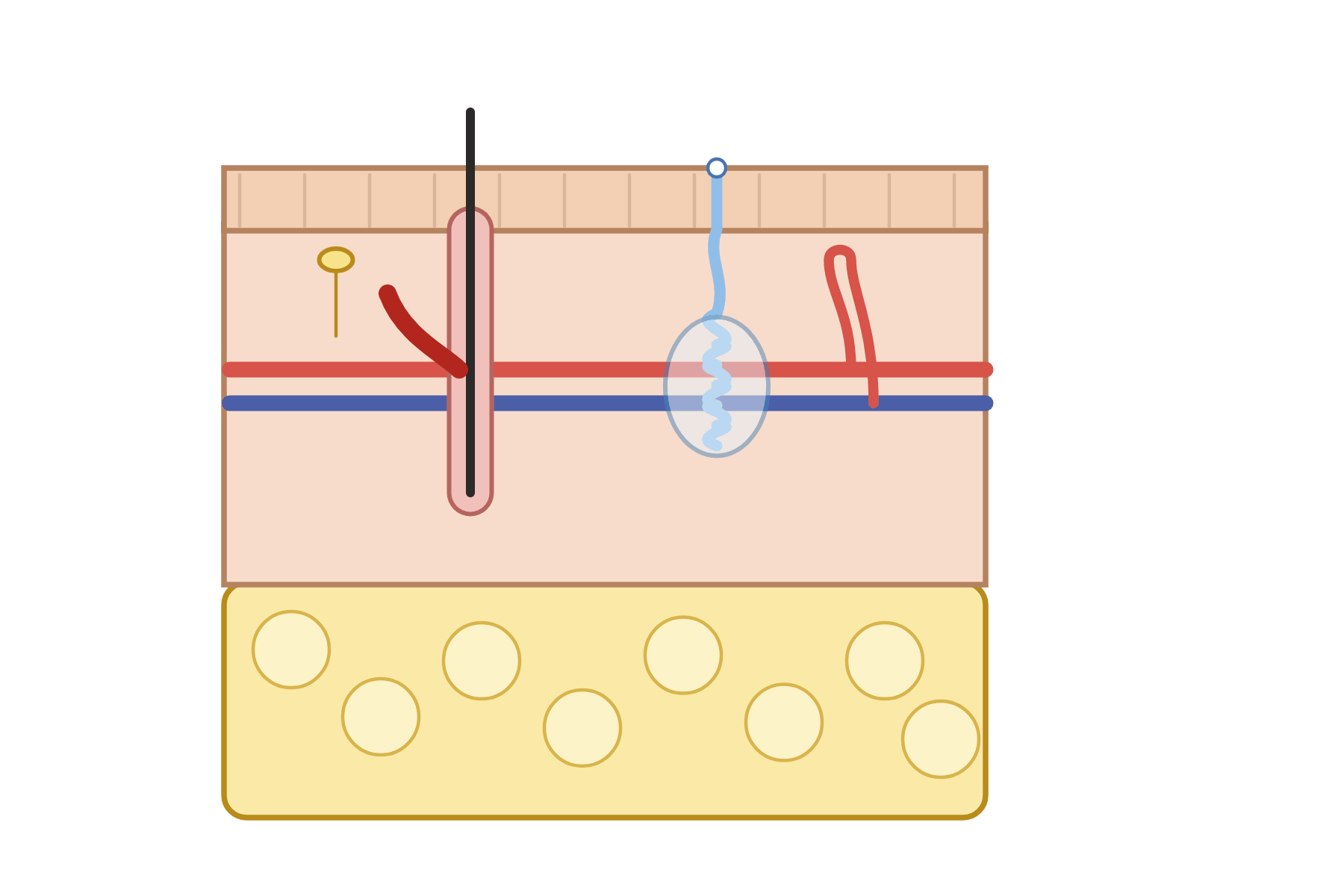 A skin section with no labels.