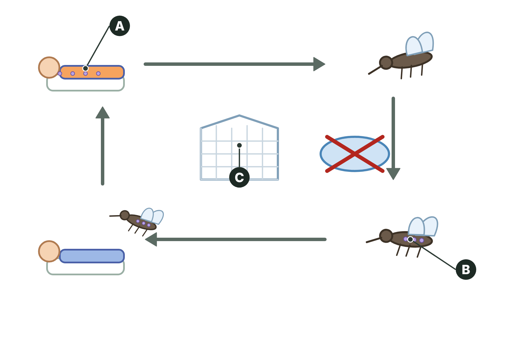 The malaria cycle with three parts marked A, B and C.
