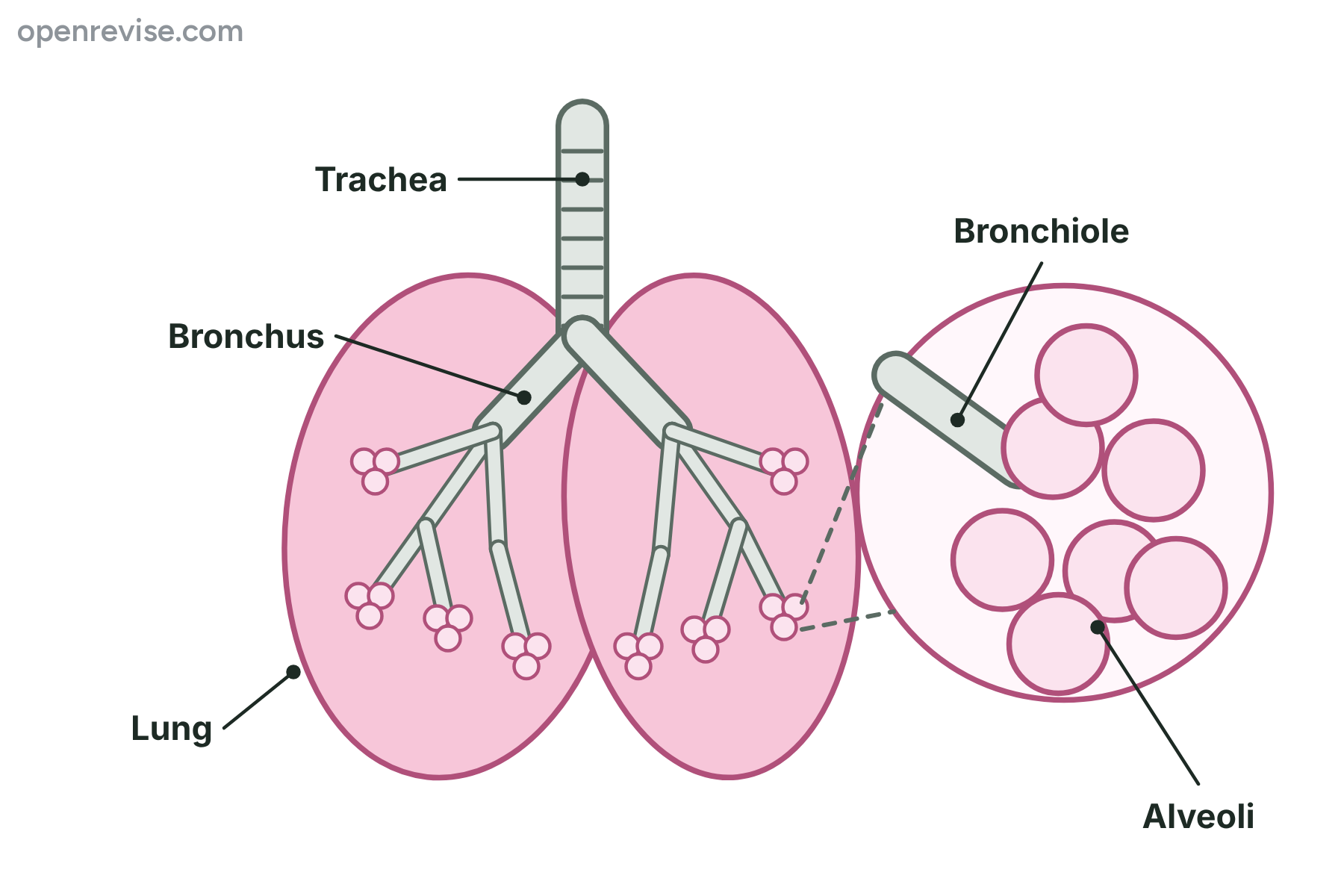 The lungs with the trachea splitting into two bronchi and many bronchioles ending in alveoli, and an enlarged view of a bronchiole opening into a cluster of alveoli.