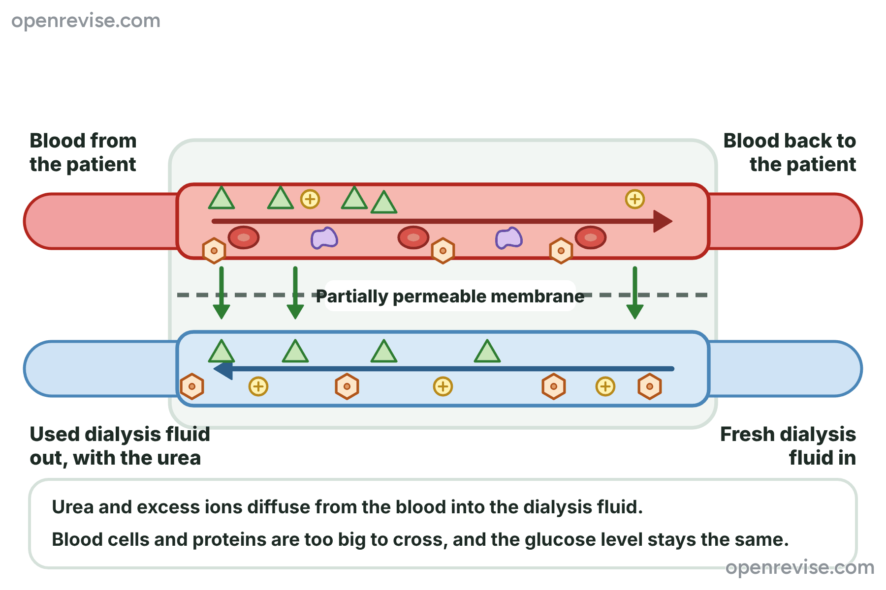 A dialysis machine in which blood and dialysis fluid flow in opposite directions on either side of a partially permeable membrane, so that urea and excess ions diffuse out of the blood.