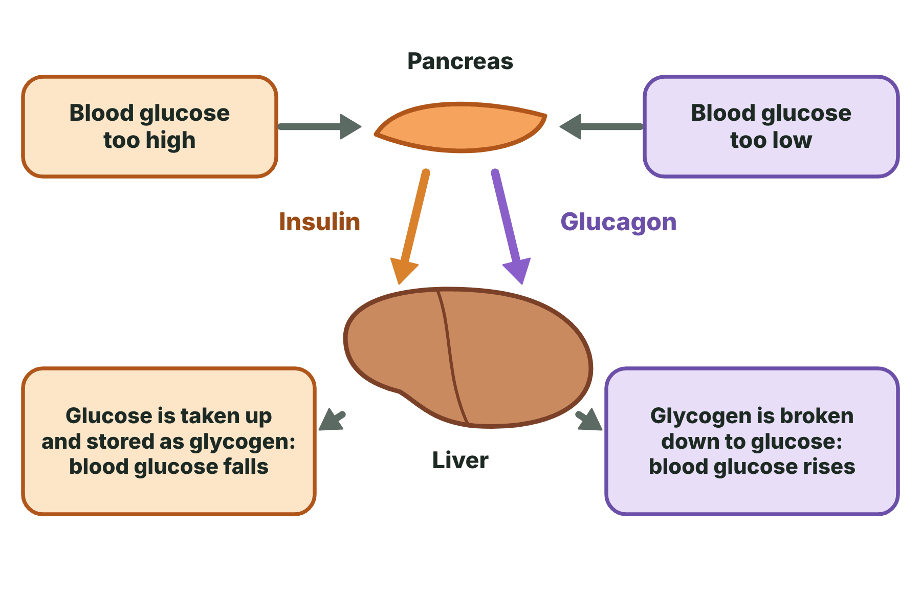 High blood glucose makes the pancreas release insulin, which makes the liver store glucose, and low blood glucose makes the pancreas release glucagon, which makes the liver release glucose.