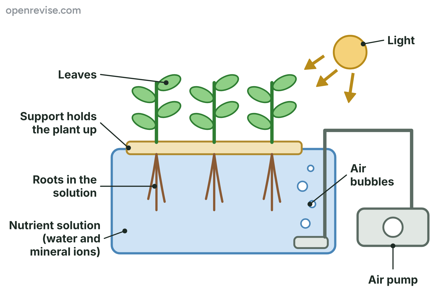 Three plants held above a tank of nutrient solution, with their roots in the water, an air pump bubbling air through it and light shining on the leaves.