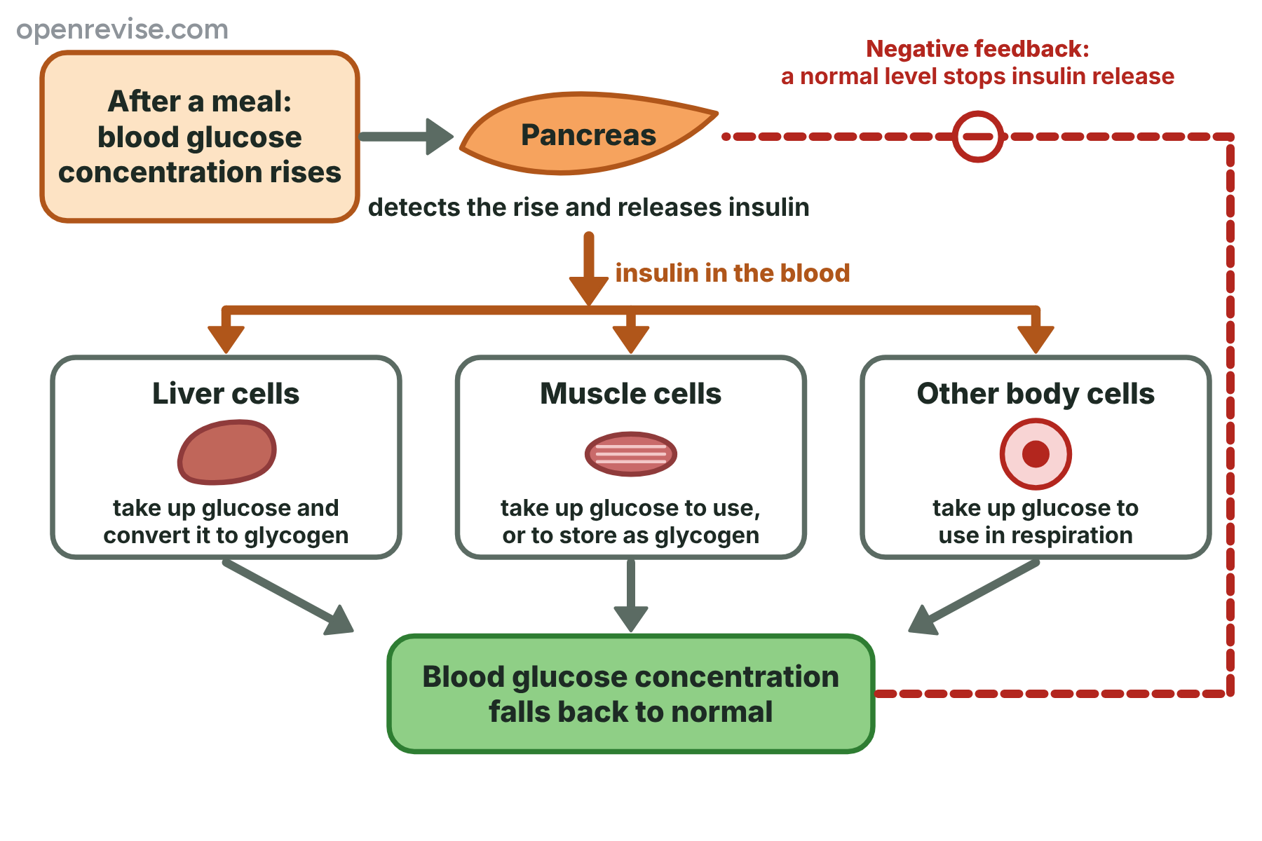 A flow chart in which a rise in blood glucose makes the pancreas release insulin, which makes the liver, muscles and other cells take up glucose.