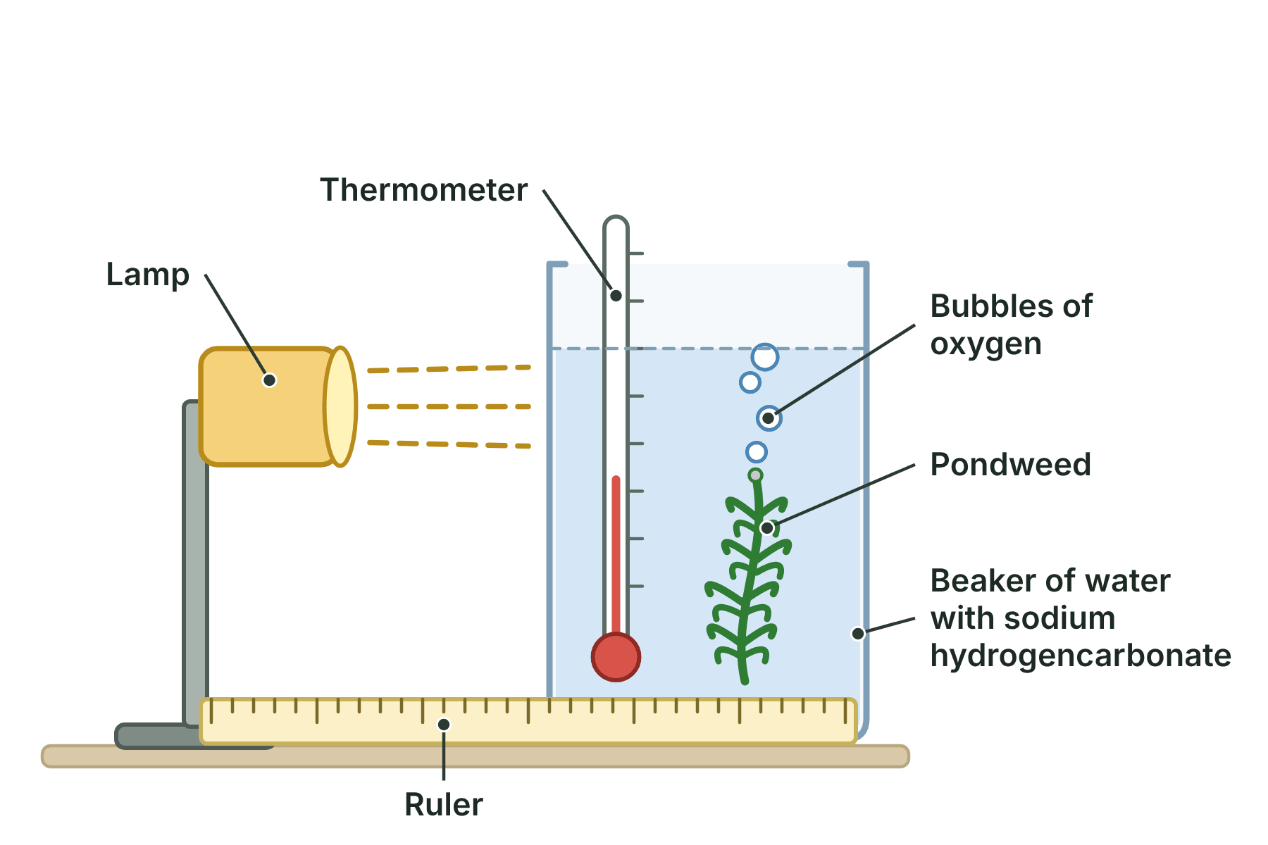 A lamp at a measured distance from a beaker of water containing pondweed, with bubbles of oxygen rising from the cut stem.