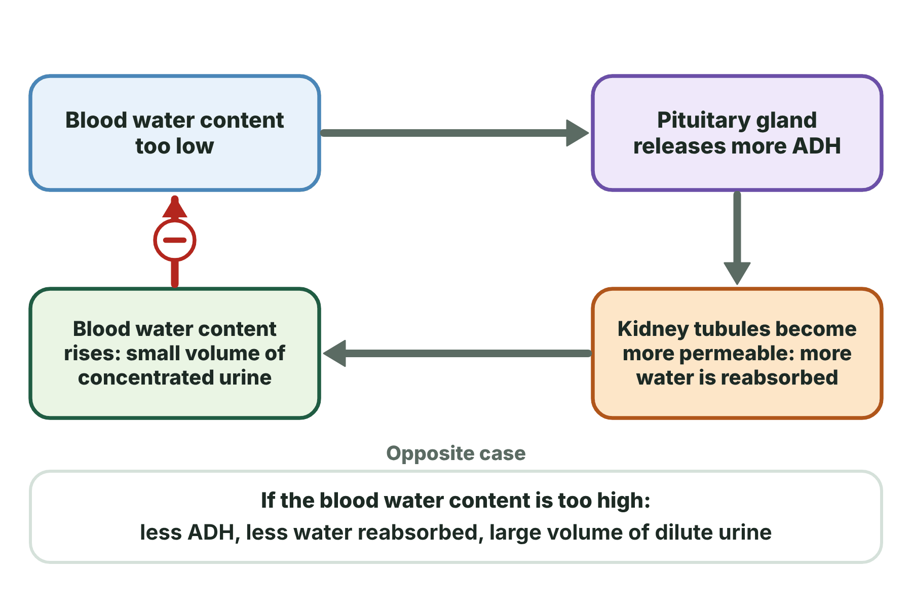 A negative feedback loop in which low water content makes the pituitary release ADH, which makes the kidney tubules reabsorb more water.