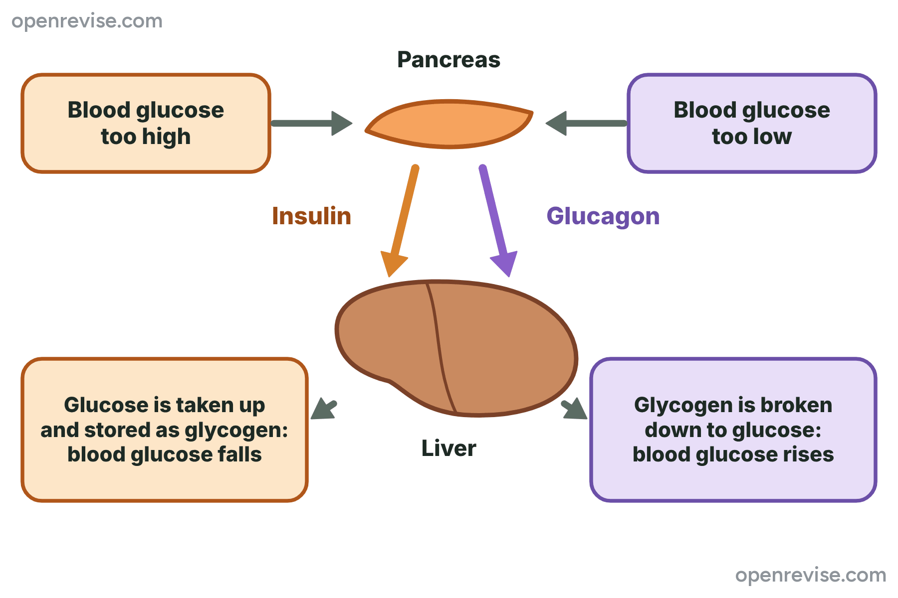 A diagram of the pancreas releasing insulin when the blood glucose is too high and glucagon when it is too low, with the liver storing glucose as glycogen or releasing glucose.