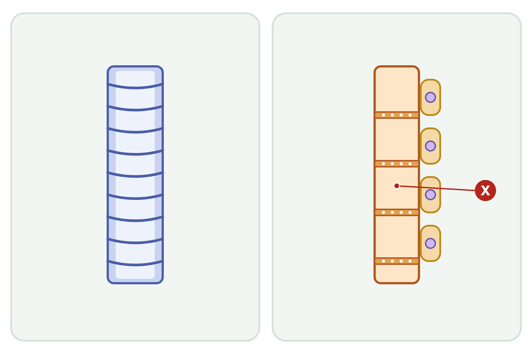 A xylem vessel and a phloem tube with a pointer marked X to the phloem.