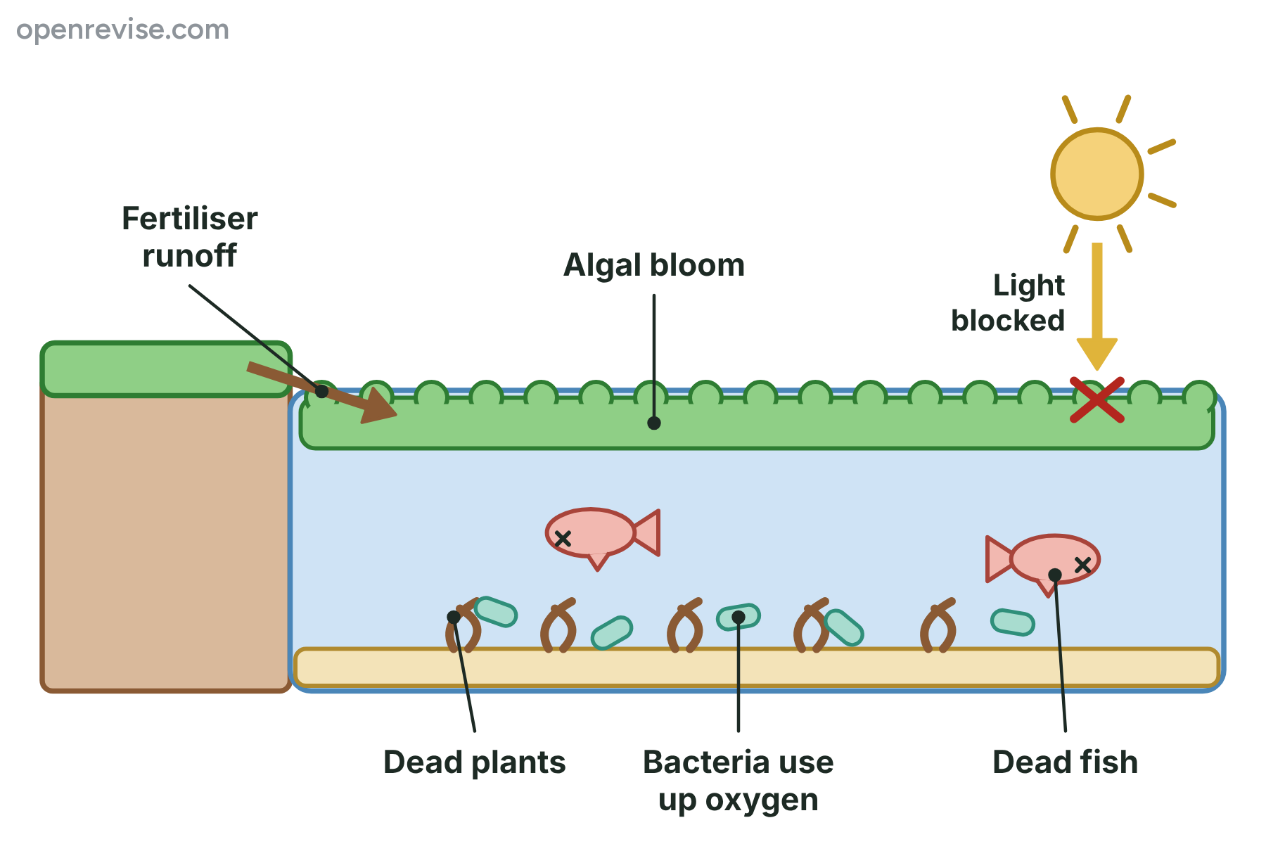 A pond with a layer of algae over the surface that blocks the sunlight, with dead plants, bacteria and dead fish below.