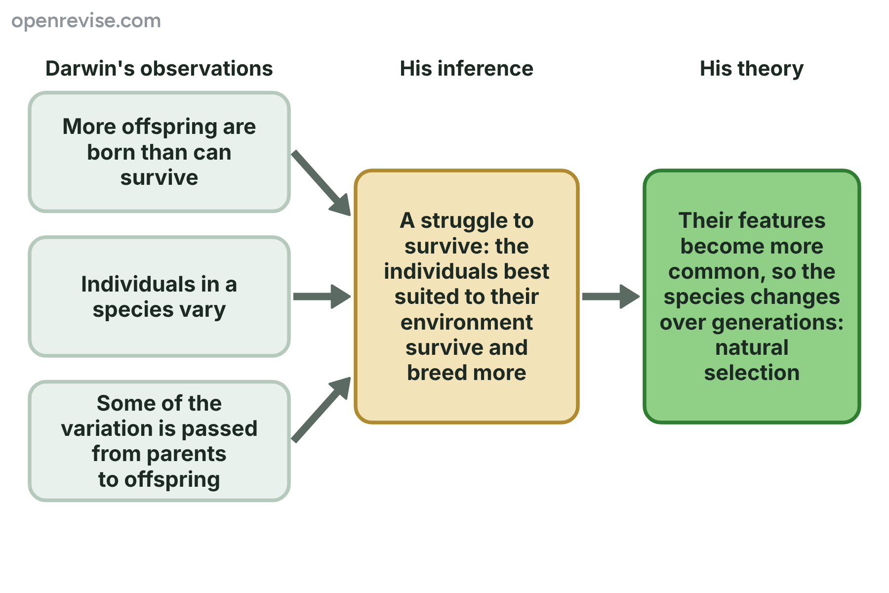A flow chart from three observations, to an inference about survival of the best suited, to the theory of natural selection.