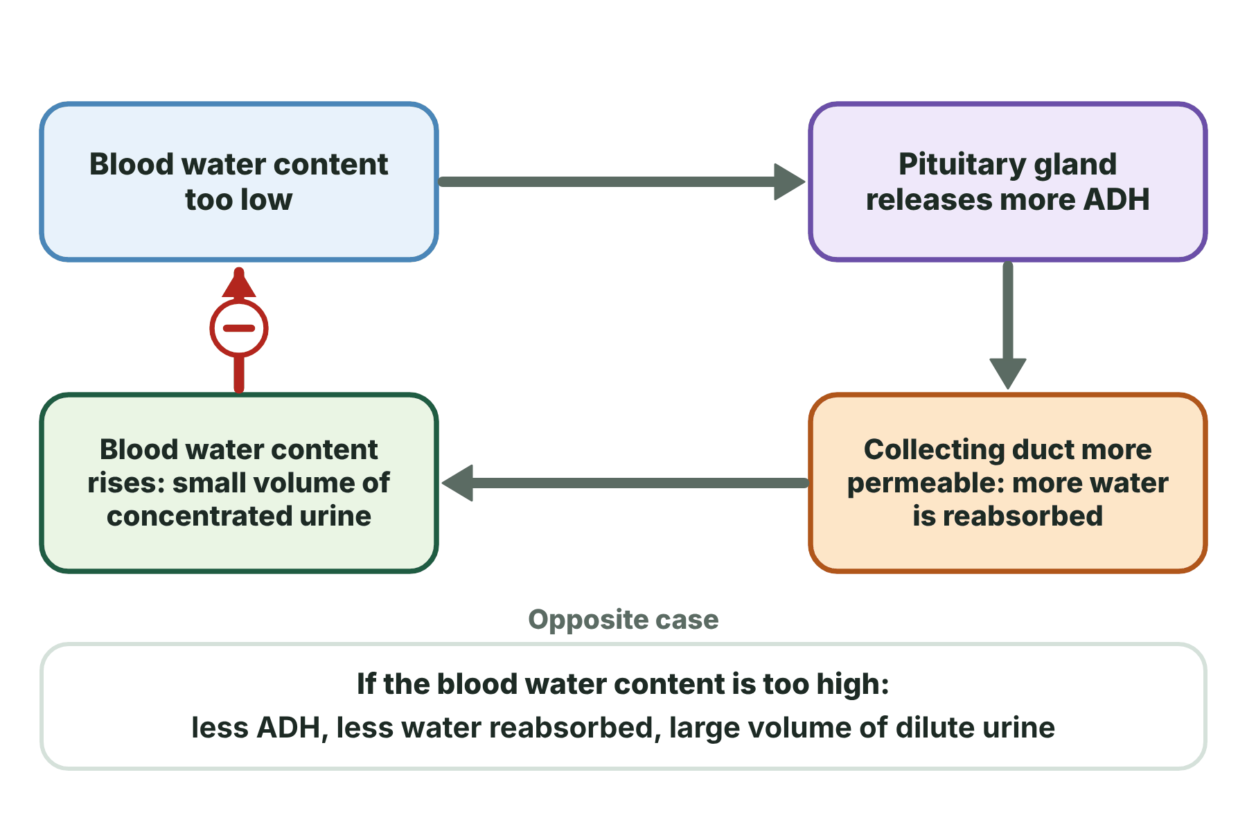A negative feedback loop in which low water content makes the pituitary release ADH, which makes the kidney reabsorb more water.