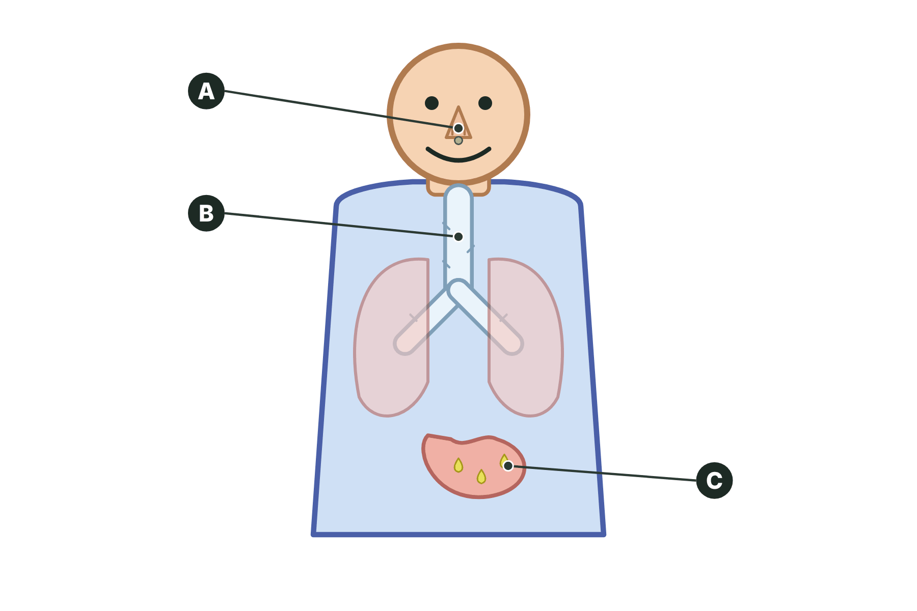 A body with three parts marked A, B and C.