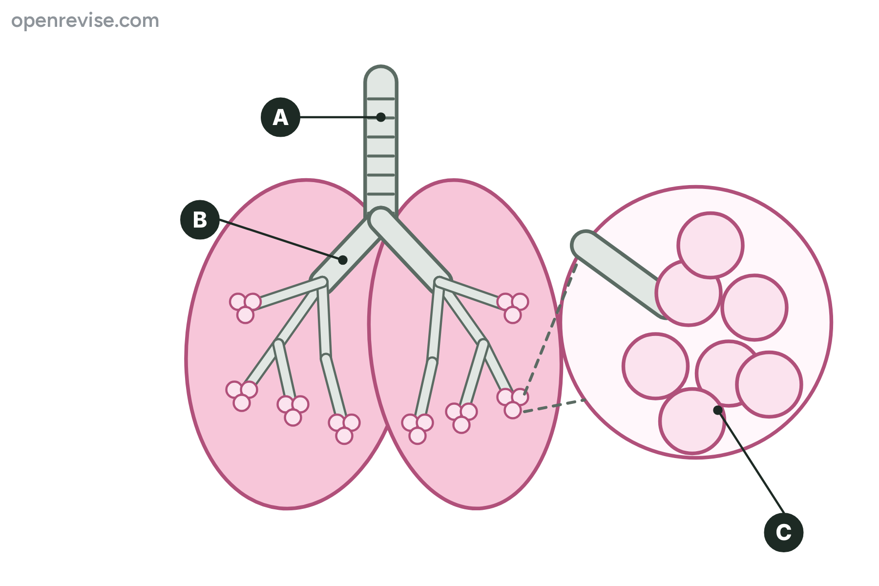 The lungs with the airways, with the trachea, a bronchus and an alveolus marked A, B and C.