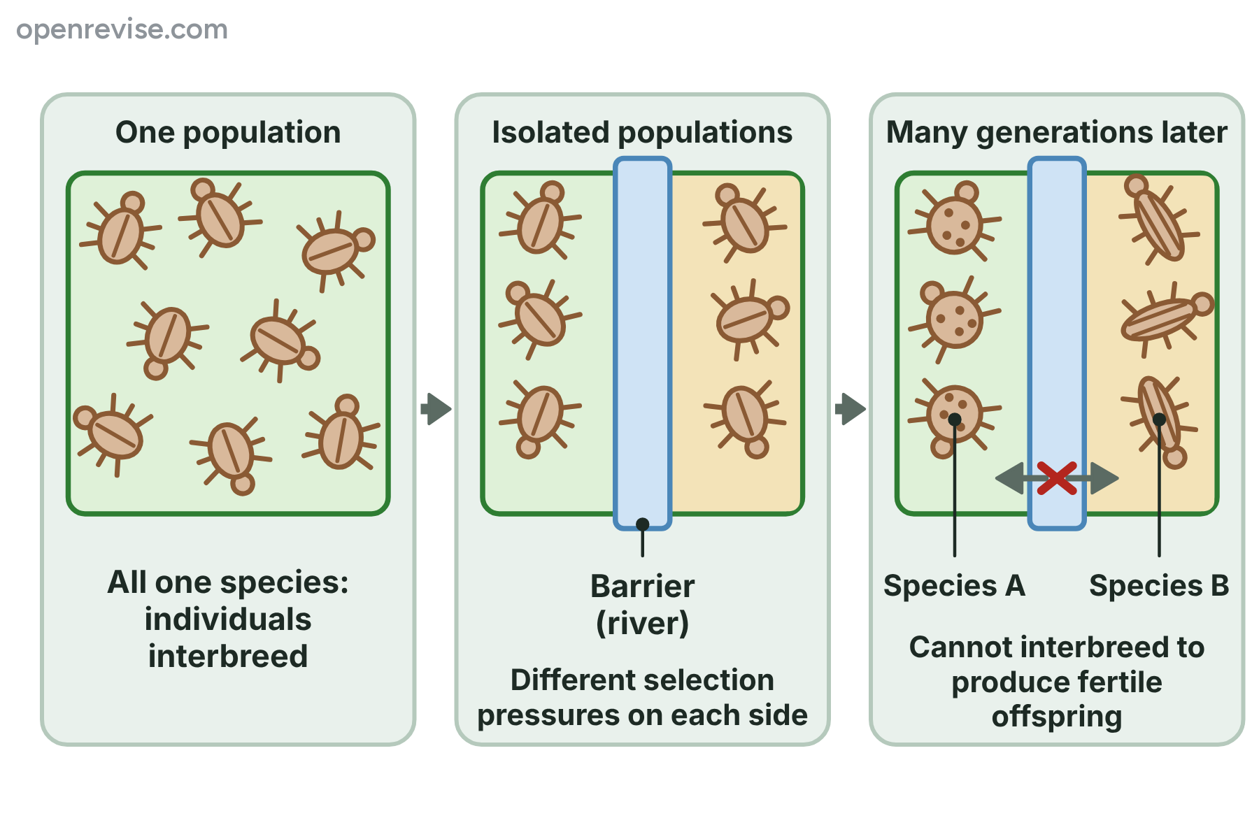 A population of beetles split by a river into two groups that evolve differently until they are two species that cannot interbreed.