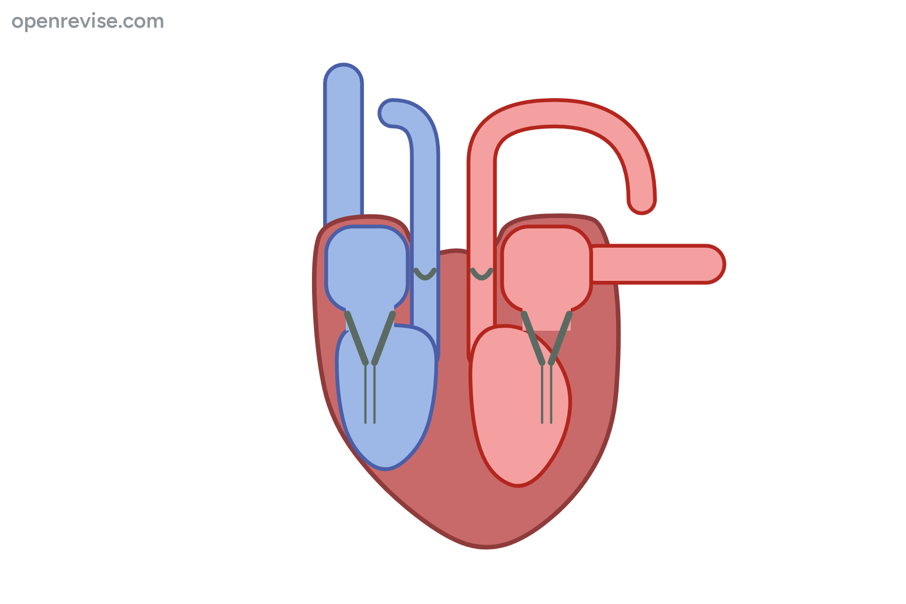 A section of the heart with no labels.