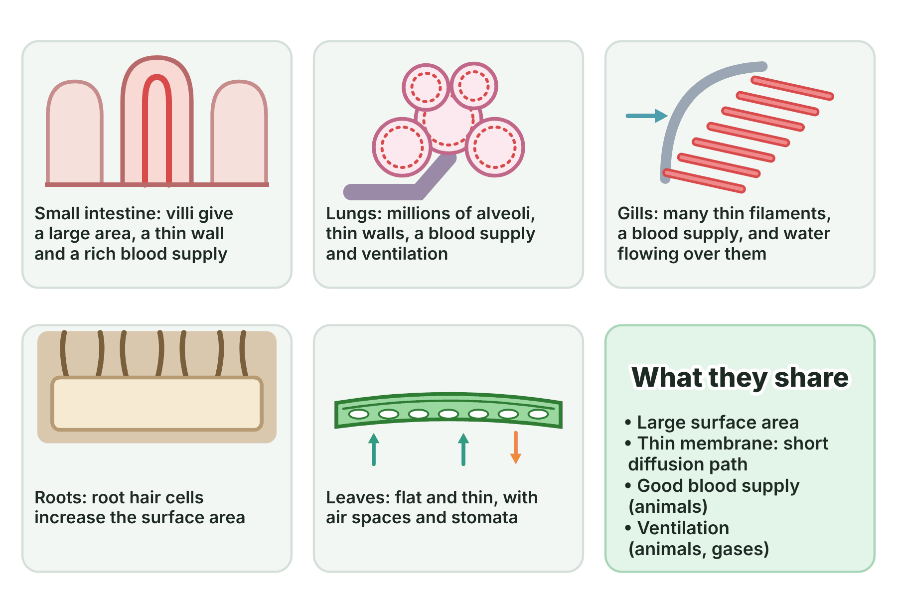 Six panels showing villi, alveoli, gill filaments, root hairs and a leaf, with a box listing what they share.