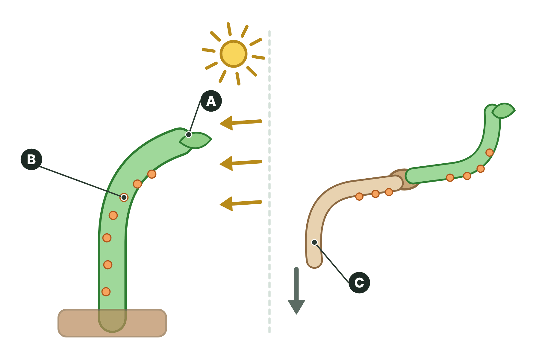 A shoot bending towards light and a seedling on its side with three parts marked A, B and C.