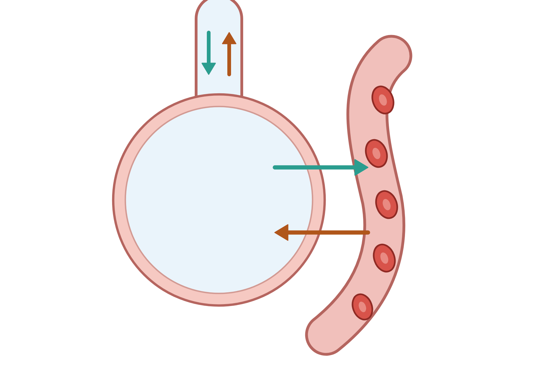 An alveolus beside a capillary with unlabelled arrows.