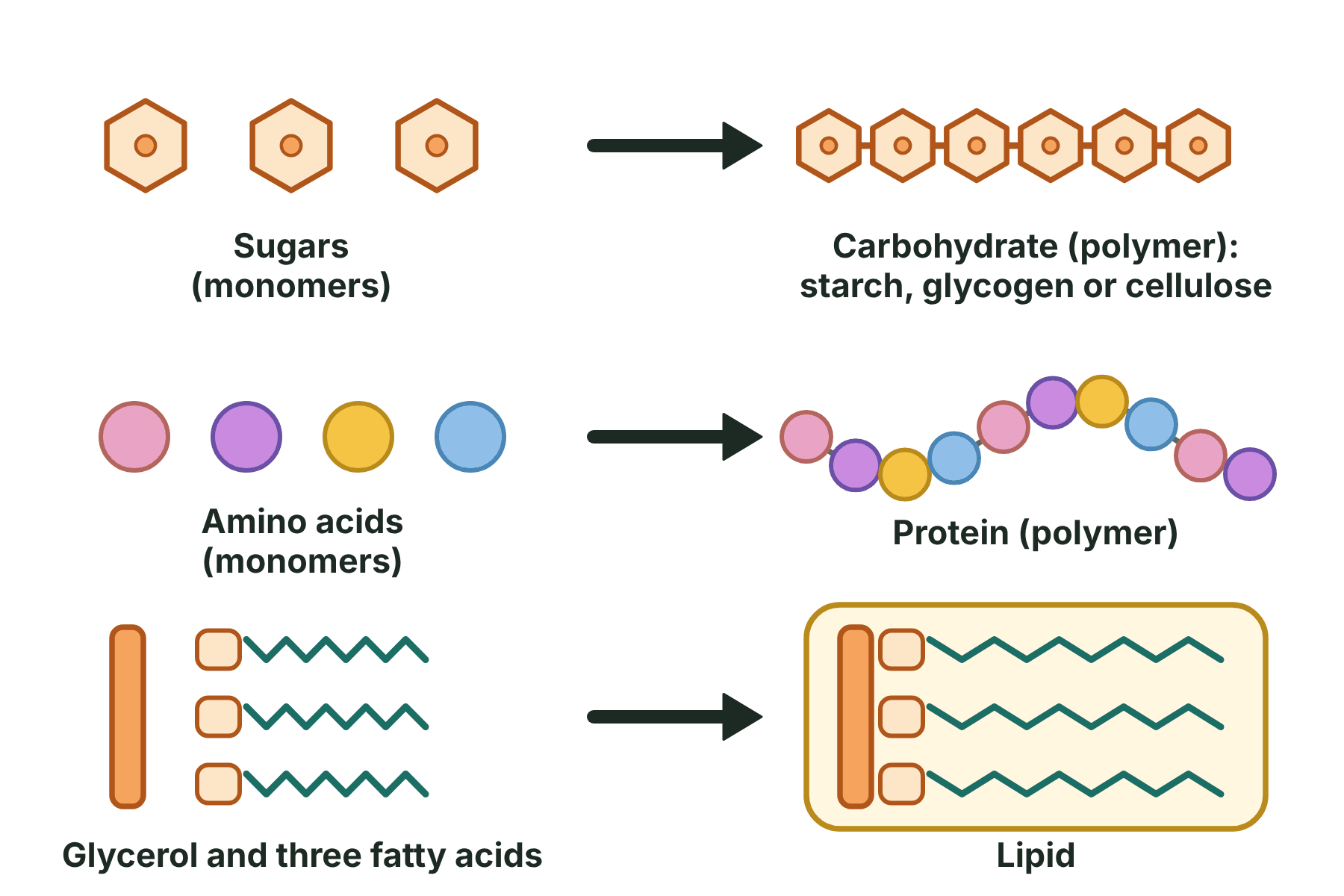 Sugars joining to make a carbohydrate, amino acids joining to make a protein, and glycerol and three fatty acids joining to make a lipid.