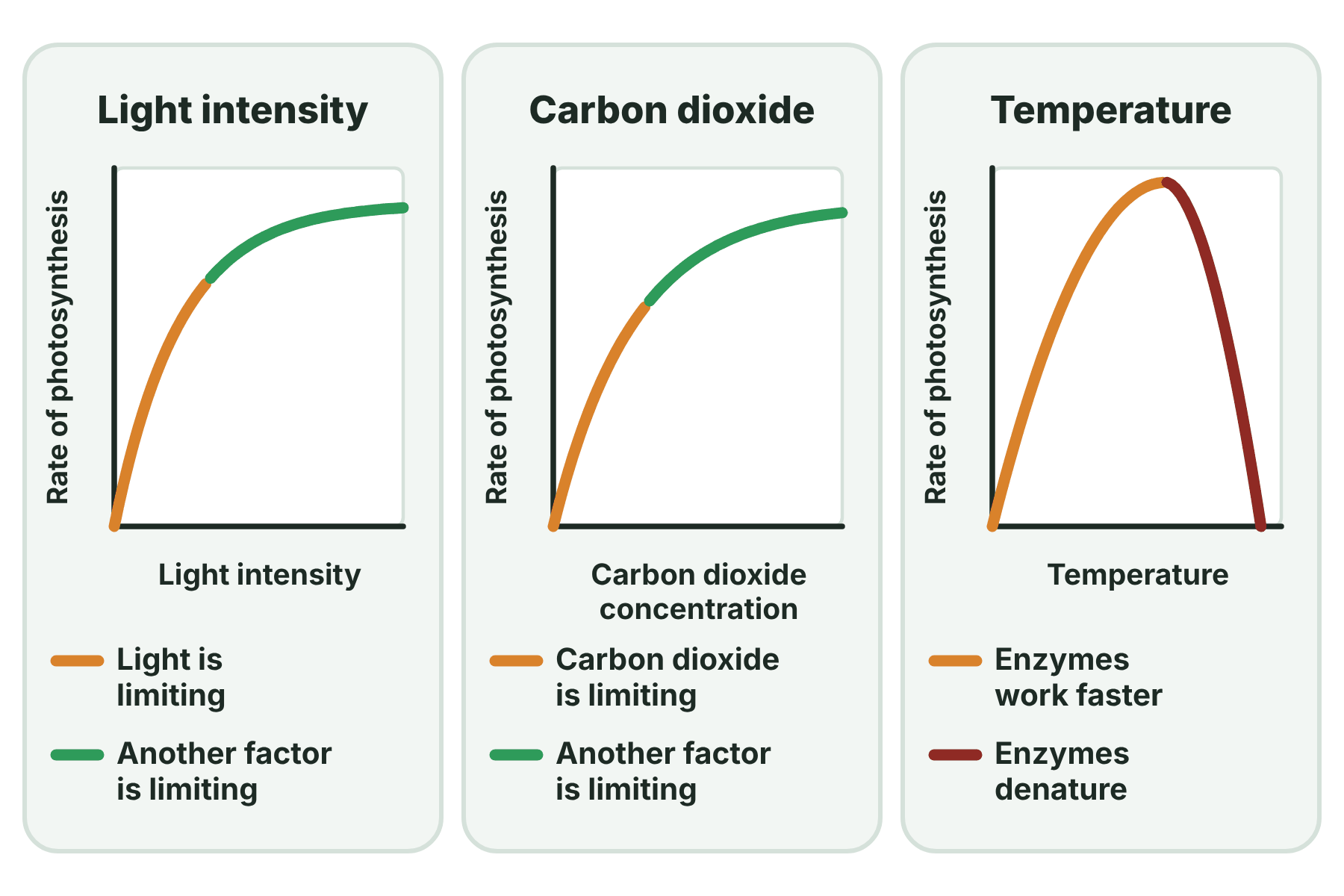 Three graphs. The rate of photosynthesis rises and then levels off as light intensity or carbon dioxide increases, and rises to a peak and falls with temperature.