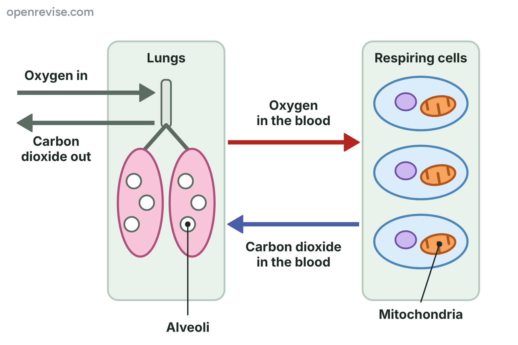 Oxygen travelling from the lungs in the blood to respiring cells, and carbon dioxide travelling back to the lungs to be breathed out.