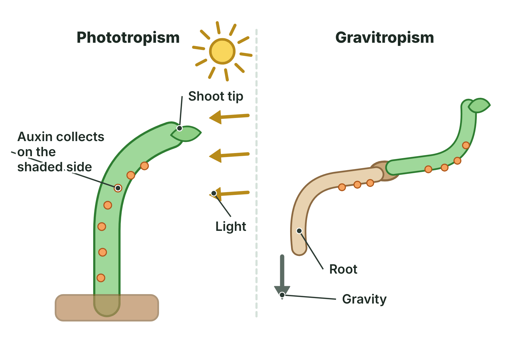 A shoot bending towards light because auxin collects on the shaded side, and a root bending down and a shoot bending up because auxin collects on the lower side.