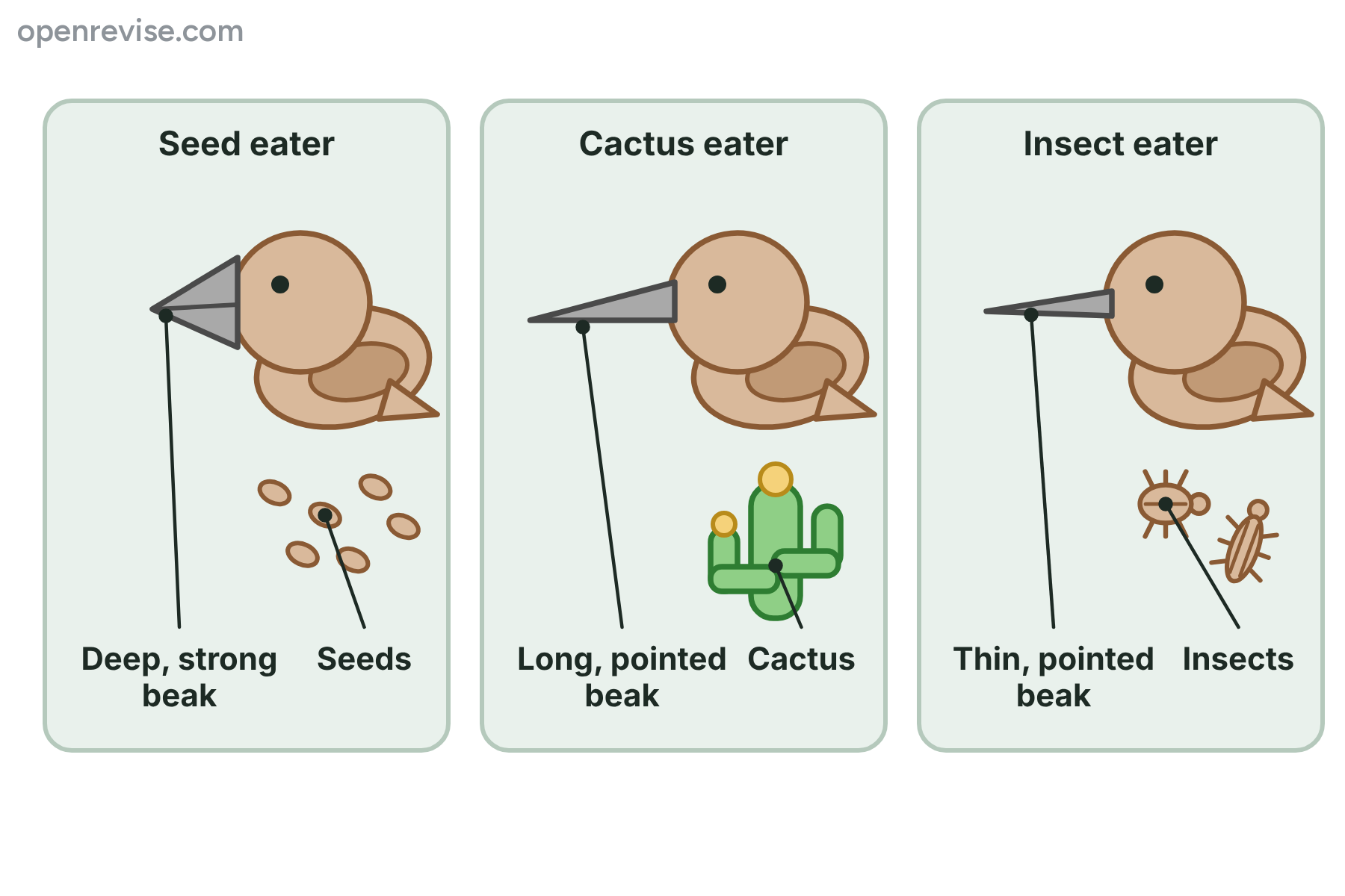 Three finches with different beaks, each suited to a different food: a deep beak for seeds, a long beak for cactus and a thin beak for insects.