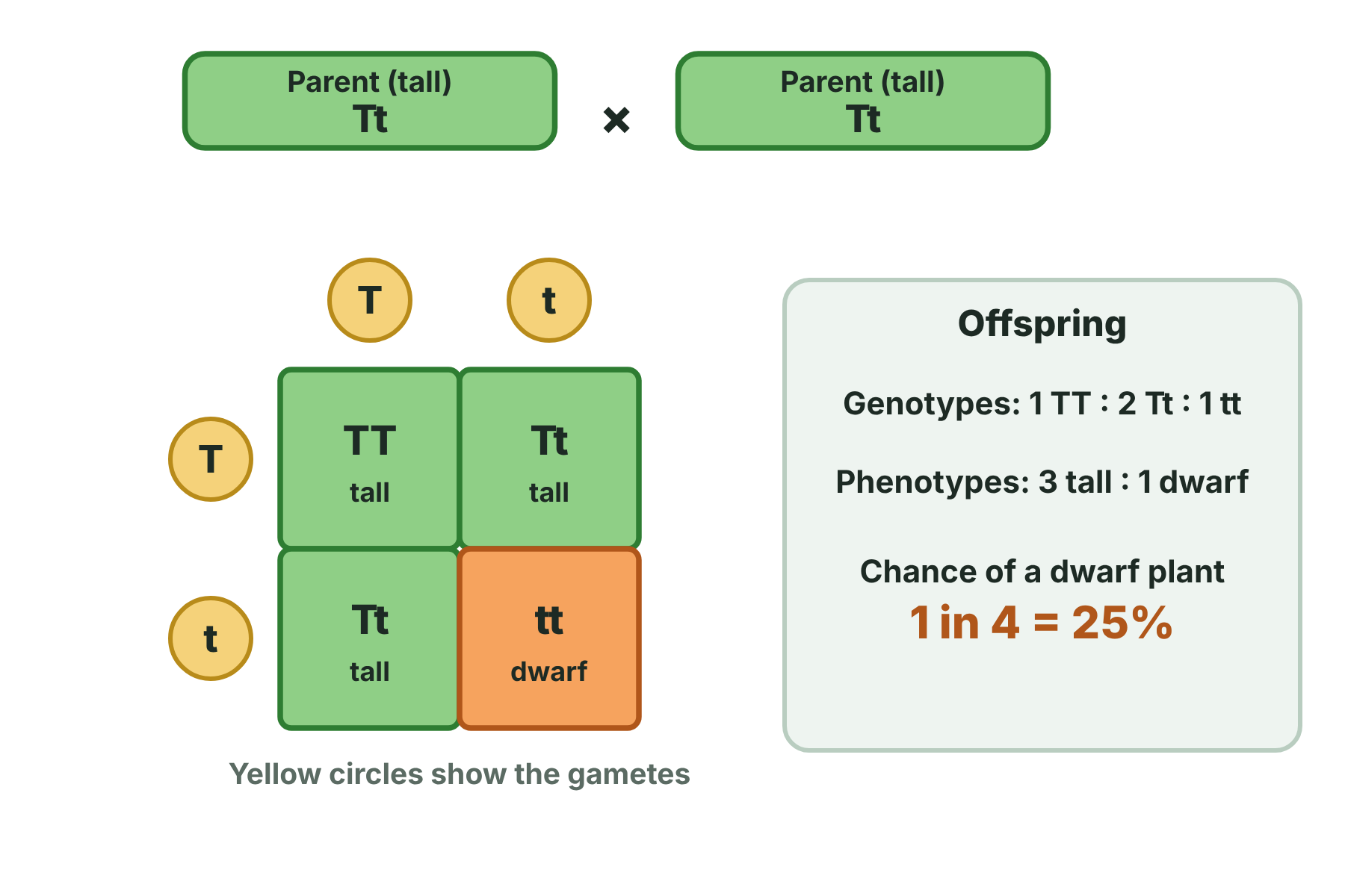 A Punnett square for Tt crossed with Tt, with offspring TT, Tt, Tt and tt, a phenotype ratio of 3 tall to 1 dwarf and a one in four chance of dwarf.