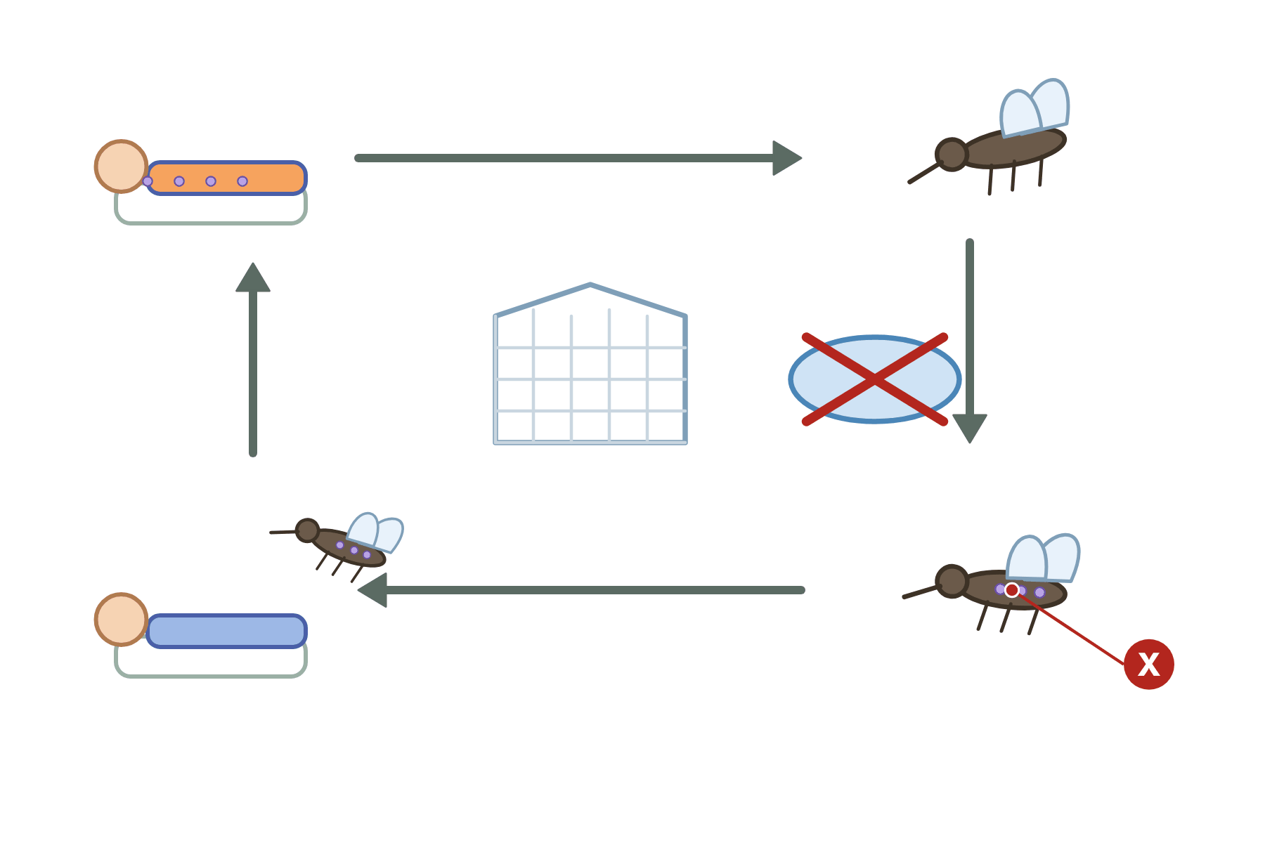 The malaria cycle with a pointer marked X to the mosquito.