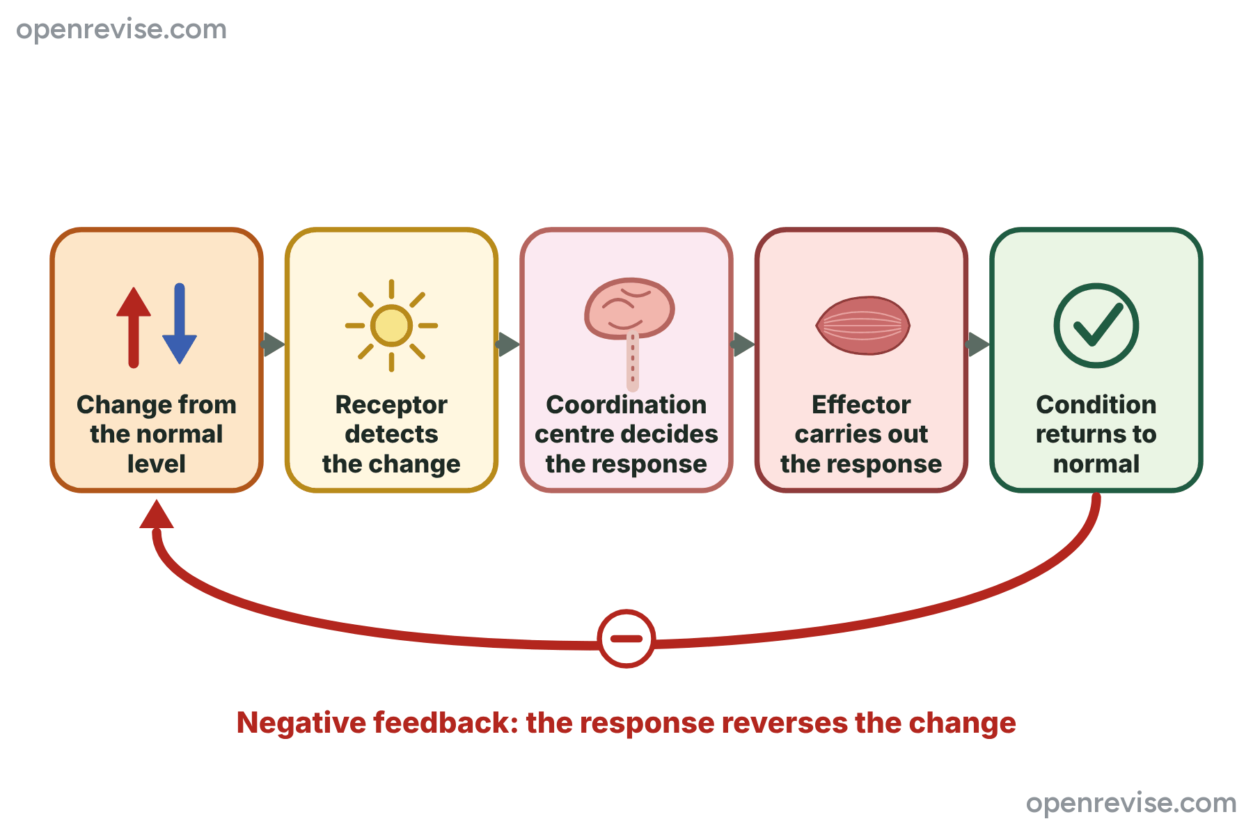A control loop with a change from the normal level, a receptor, a coordination centre, an effector and a return to normal, with a negative feedback arrow back to the start.