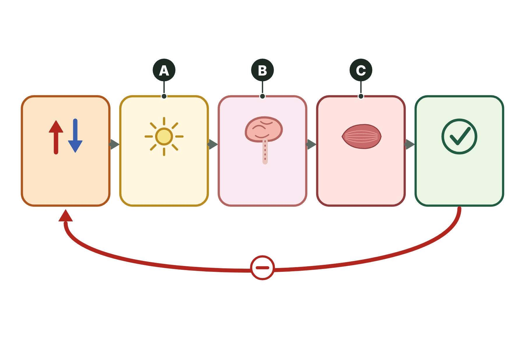 A negative feedback loop with three boxes marked A, B and C.