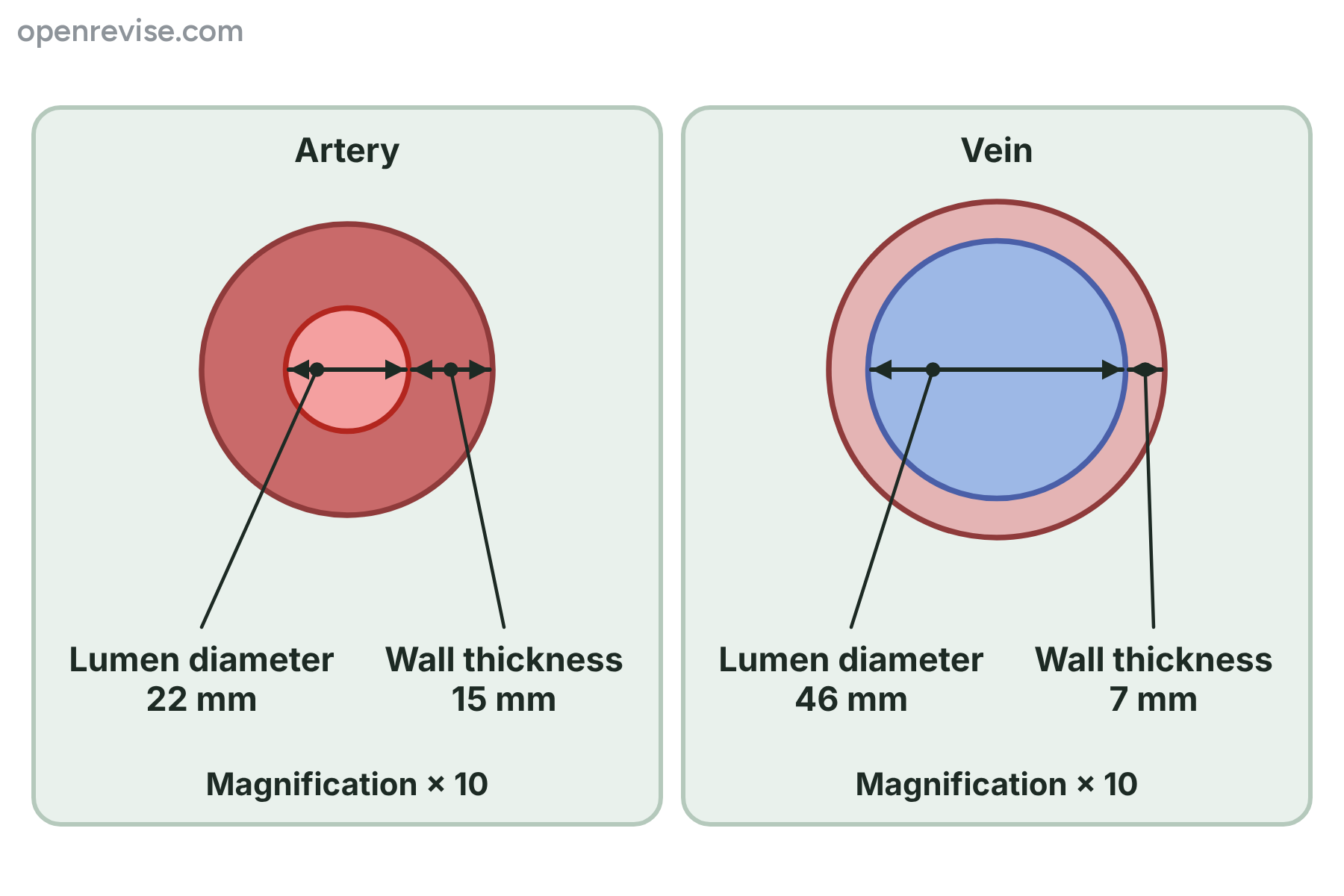 Cross-sections of an artery and a vein, each magnified ten times, with the diameter of the lumen and the thickness of the wall marked in millimetres.