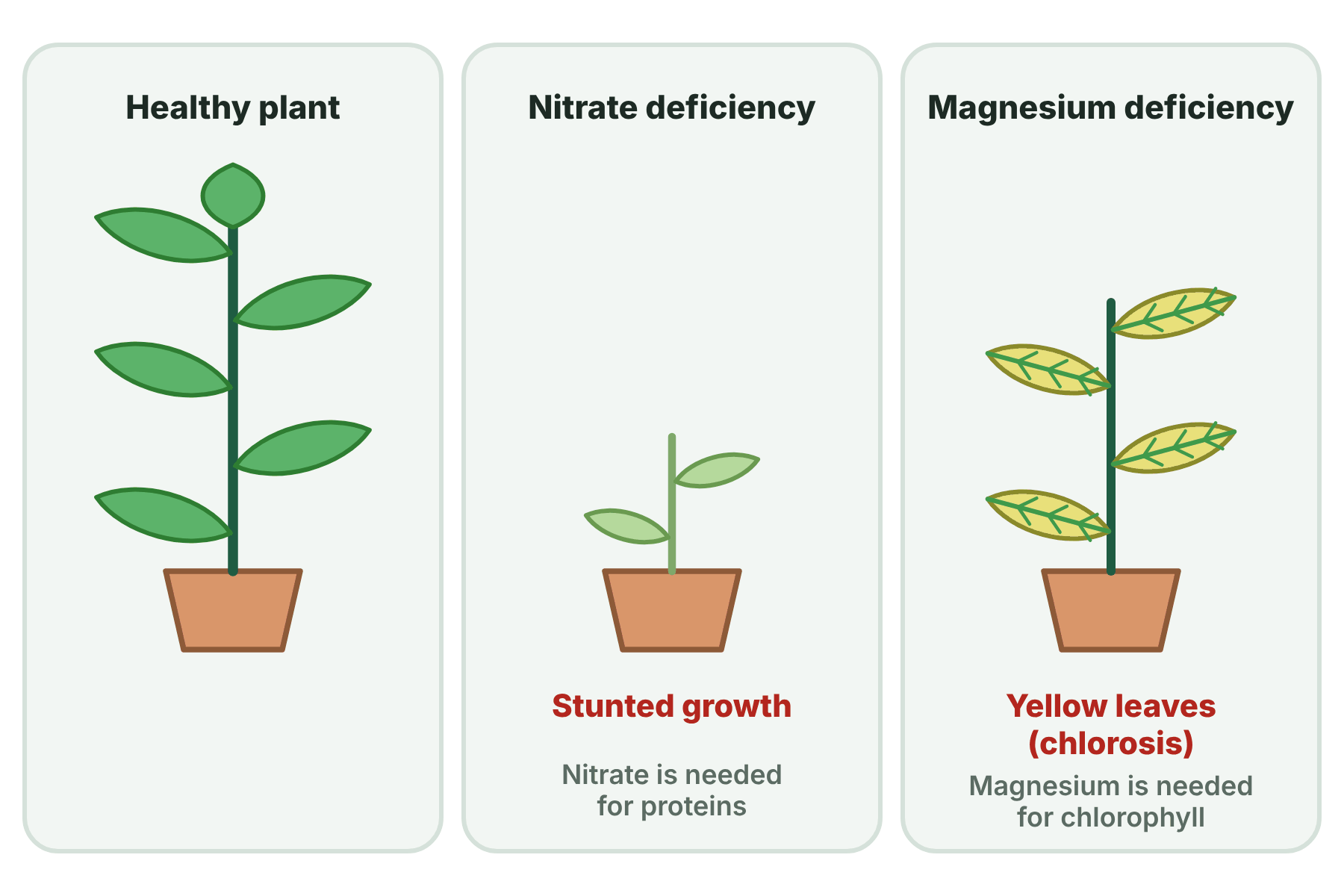 A healthy plant beside a stunted plant lacking nitrate and a plant with yellow leaves lacking magnesium.