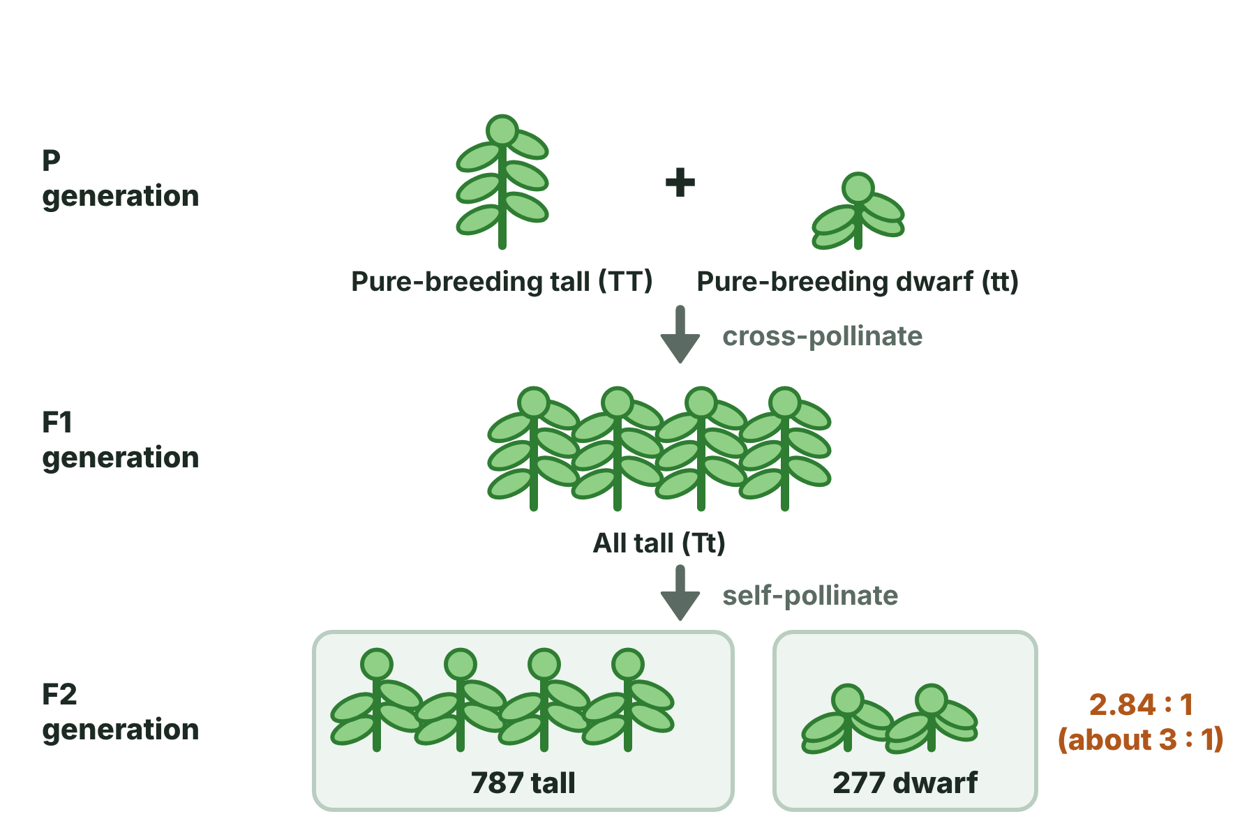 Mendel's cross: pure-breeding tall and dwarf plants give all tall plants in the F1 generation, and about three tall to one dwarf in the F2 generation.