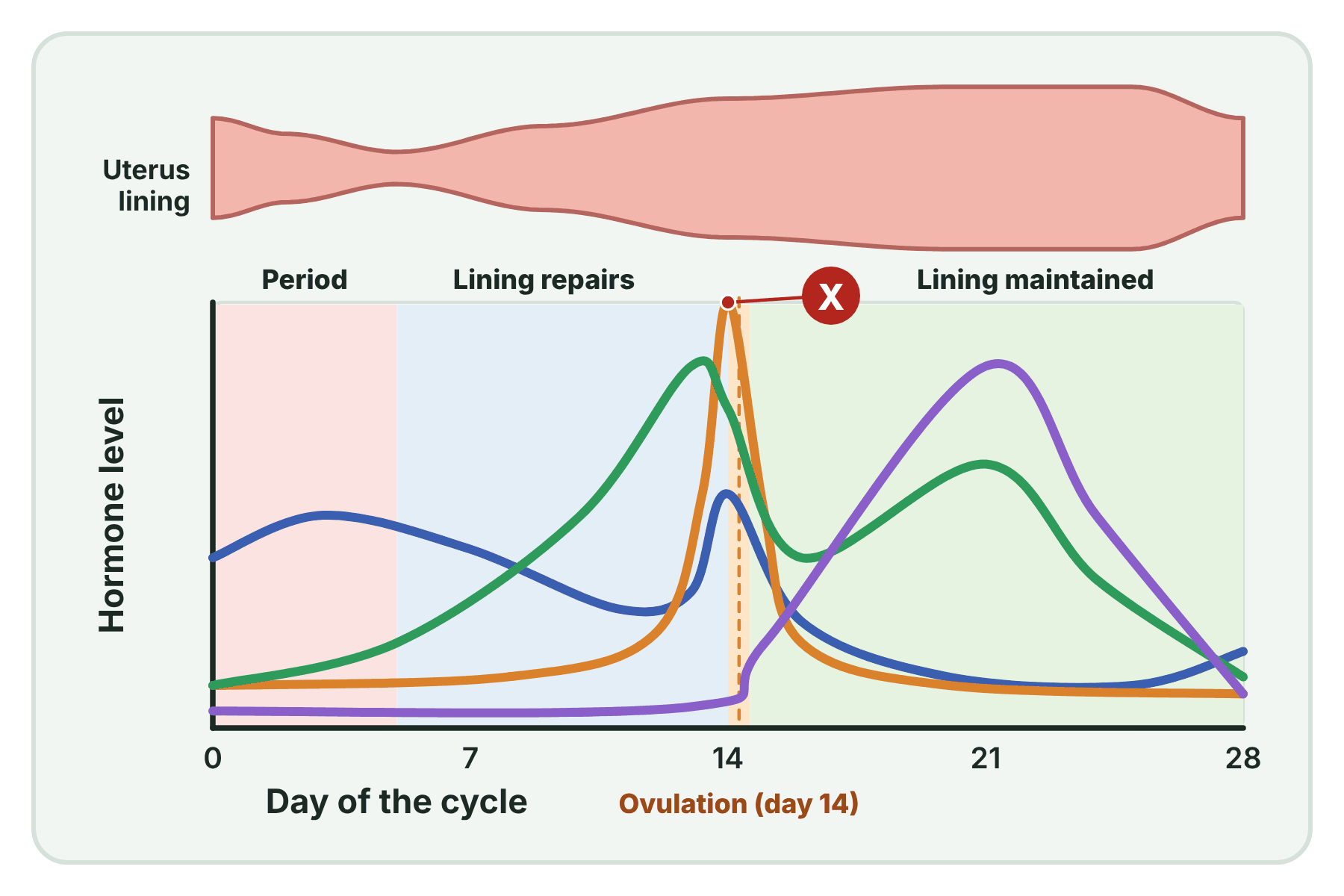 A hormone graph with a marker X on the curve that peaks at day 14.