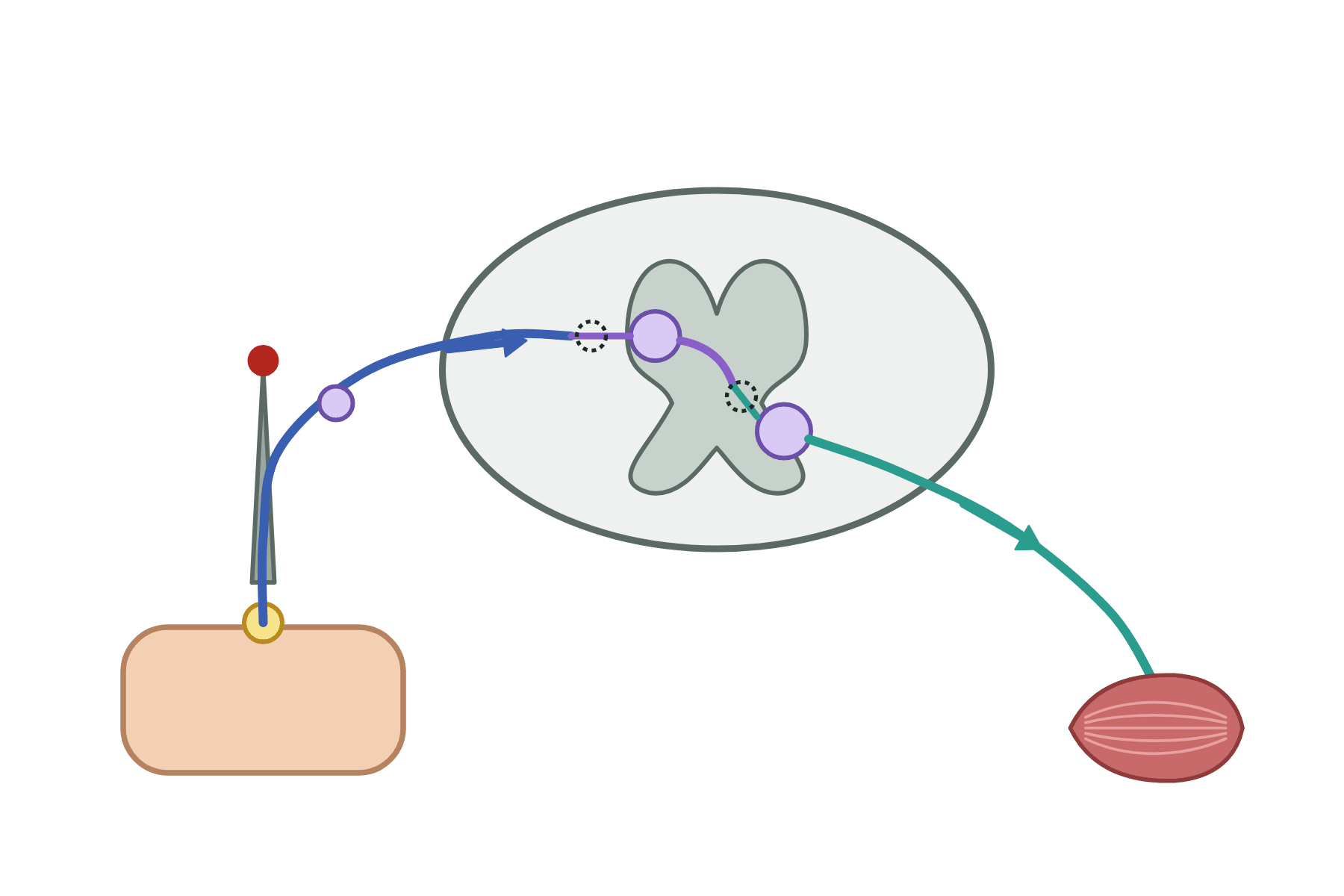 A reflex arc with no labels.