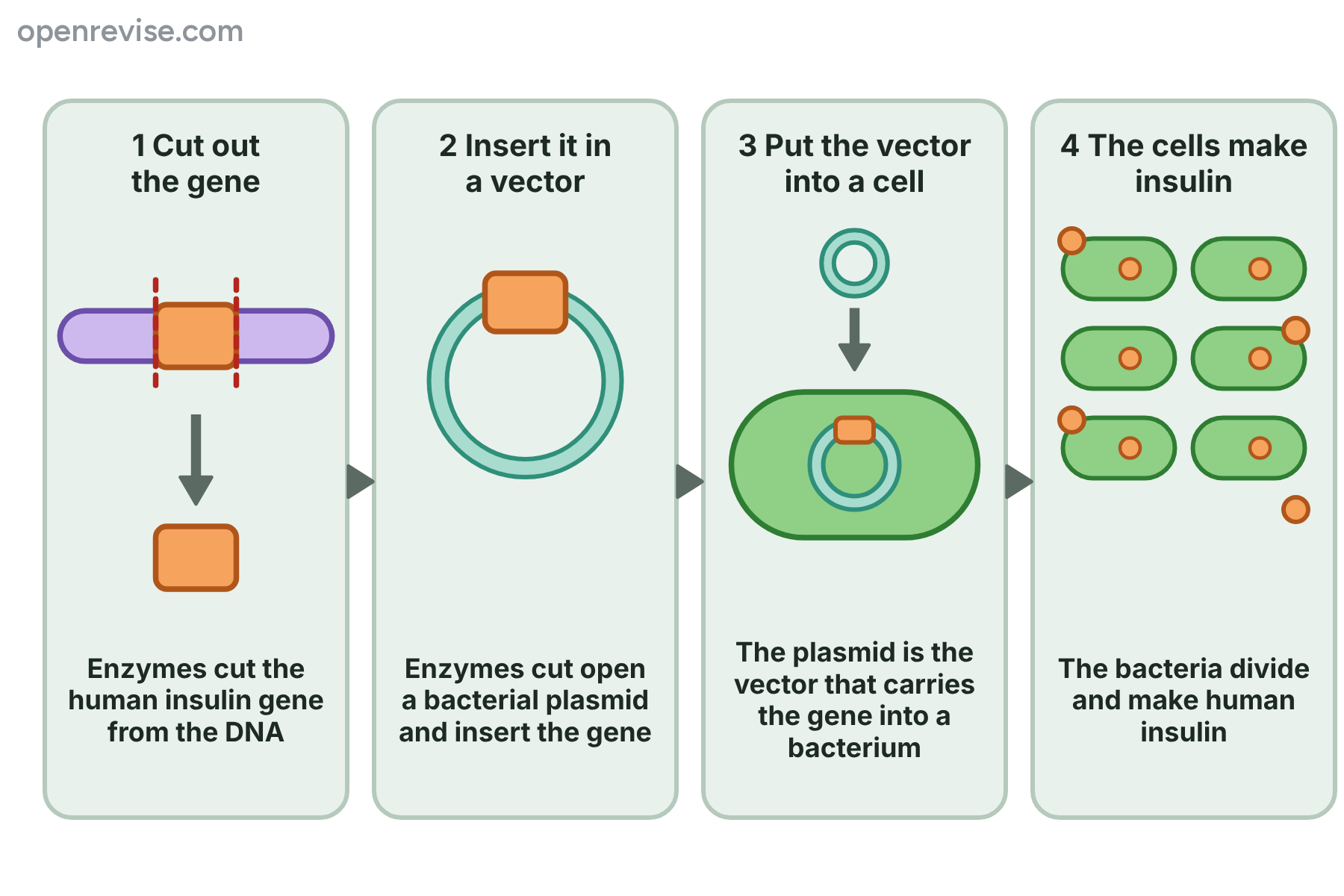 Four steps in which the insulin gene is cut out, inserted into a plasmid, put into a bacterium and the bacteria then make insulin.