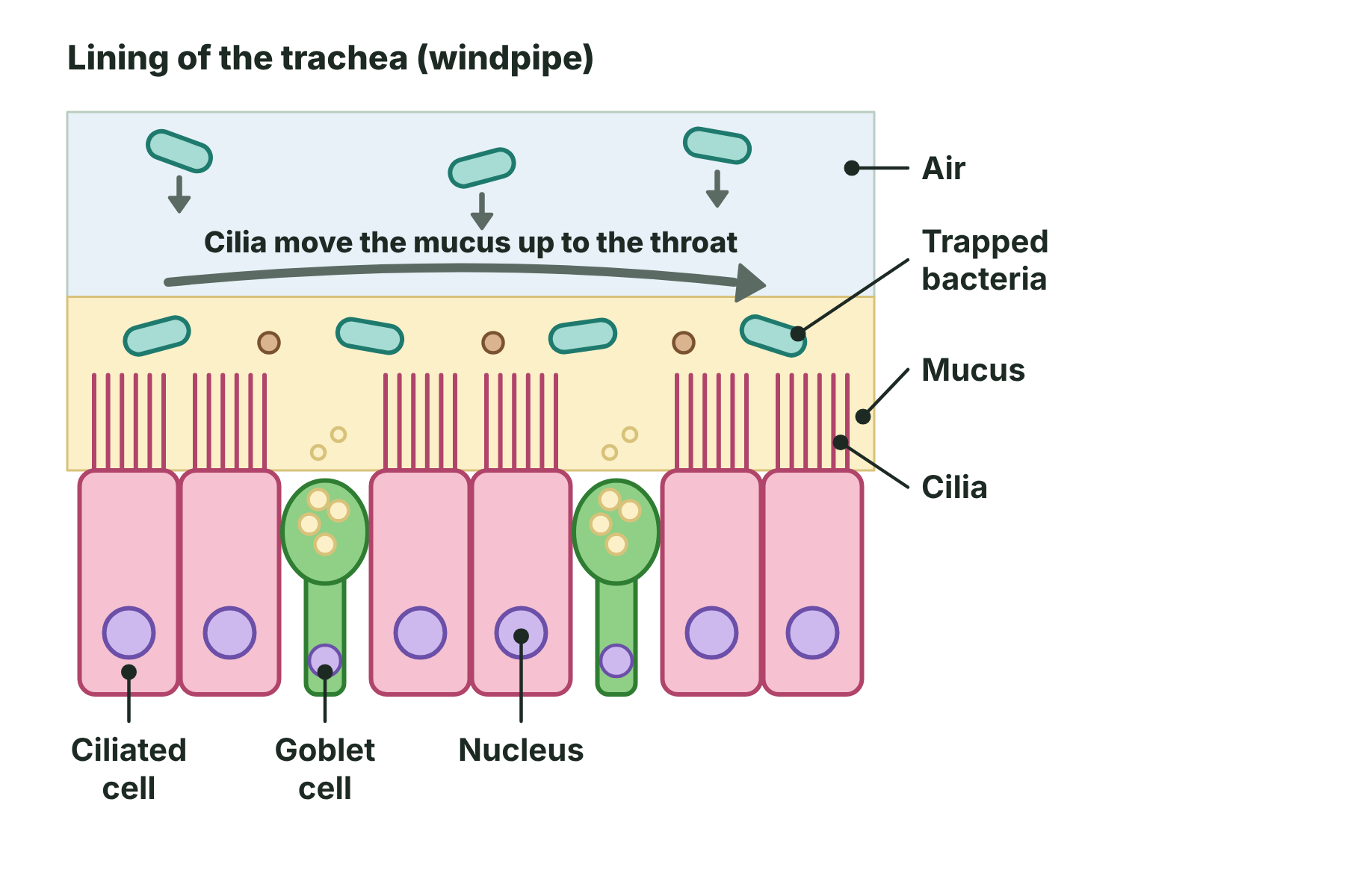 The lining of the airway with ciliated cells and goblet cells, and mucus trapping bacteria, which is moved upwards by the cilia.