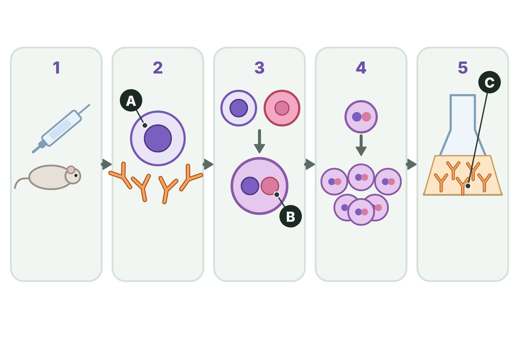 The steps of making monoclonal antibodies with three parts marked A, B and C.