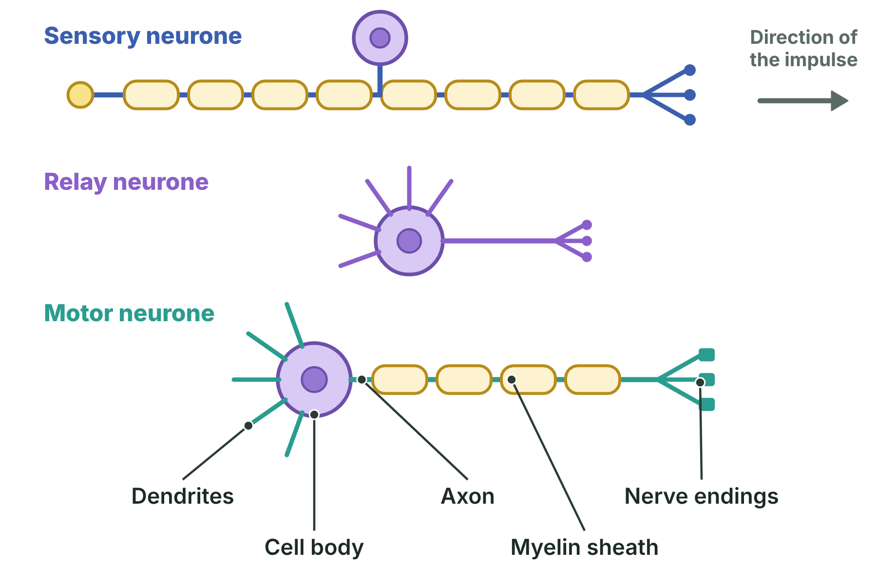 Three neurones, a sensory neurone, a relay neurone and a motor neurone, with the cell body, dendrites, axon, myelin sheath and nerve endings labelled.