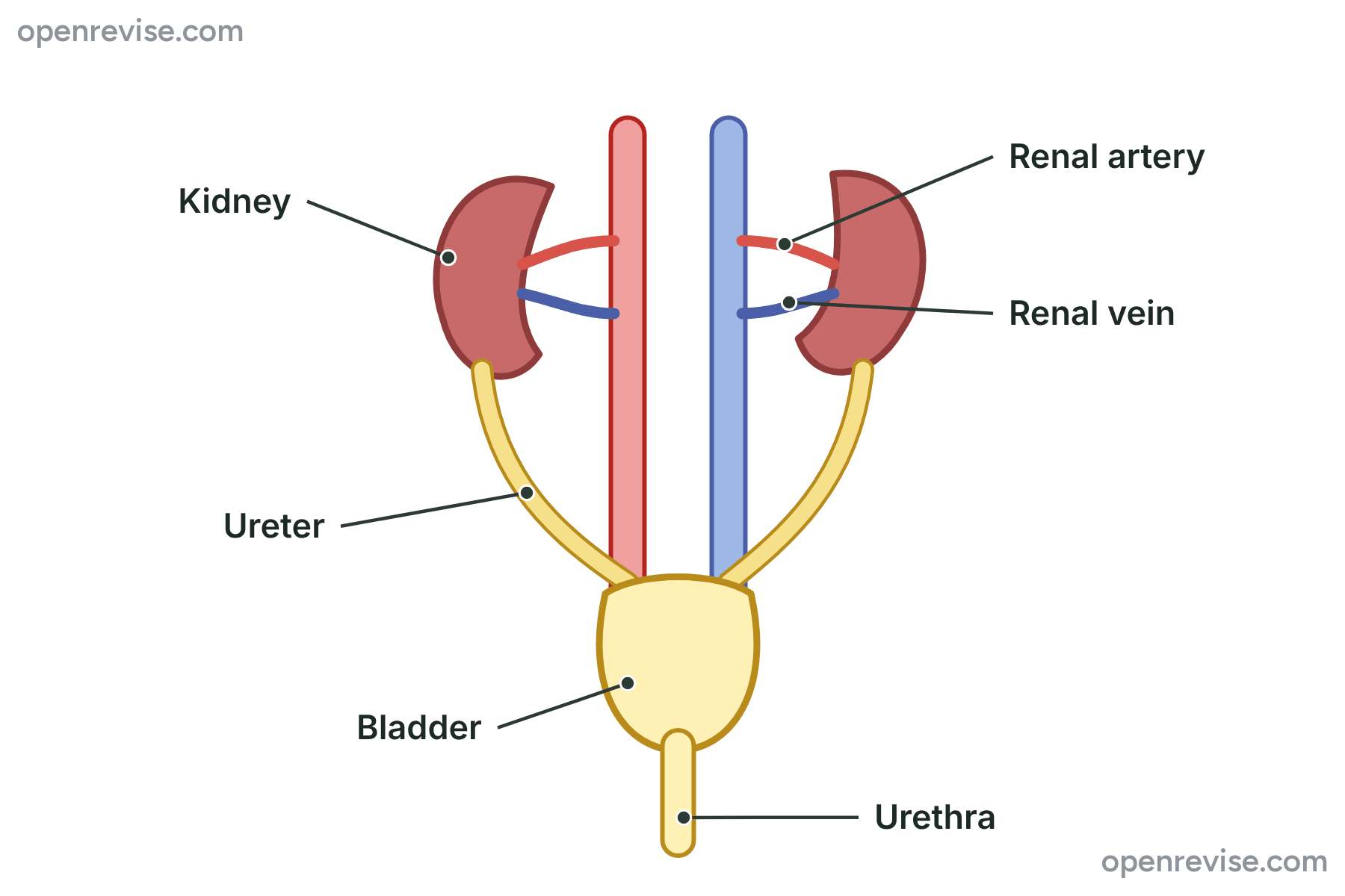 A diagram of the urinary system showing the two kidneys, the renal artery and vein, the ureters, the bladder and the urethra.